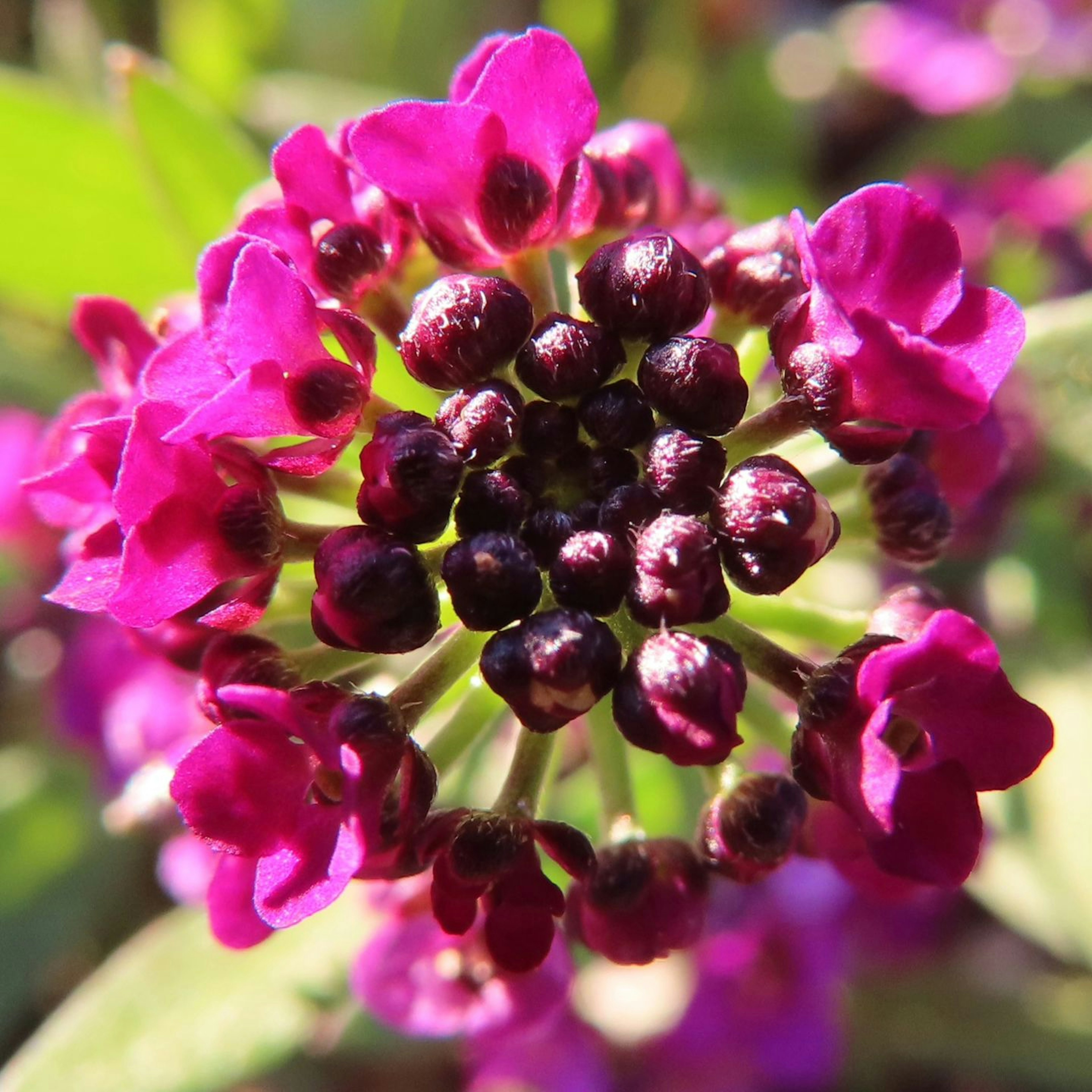 Acercamiento de flores moradas vibrantes agrupadas