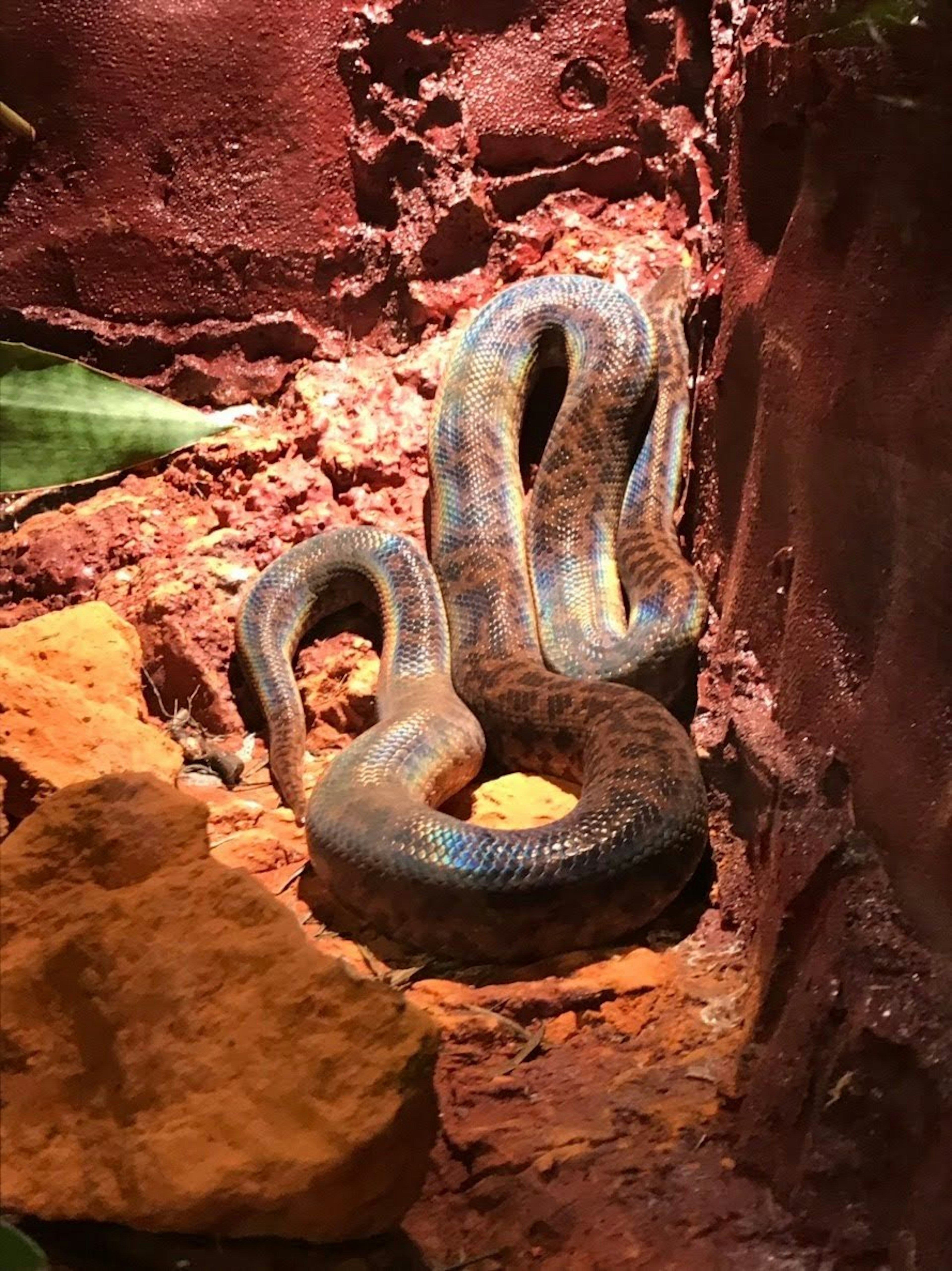 Un serpent à motifs bleus parmi des roches rouges et des feuilles vertes