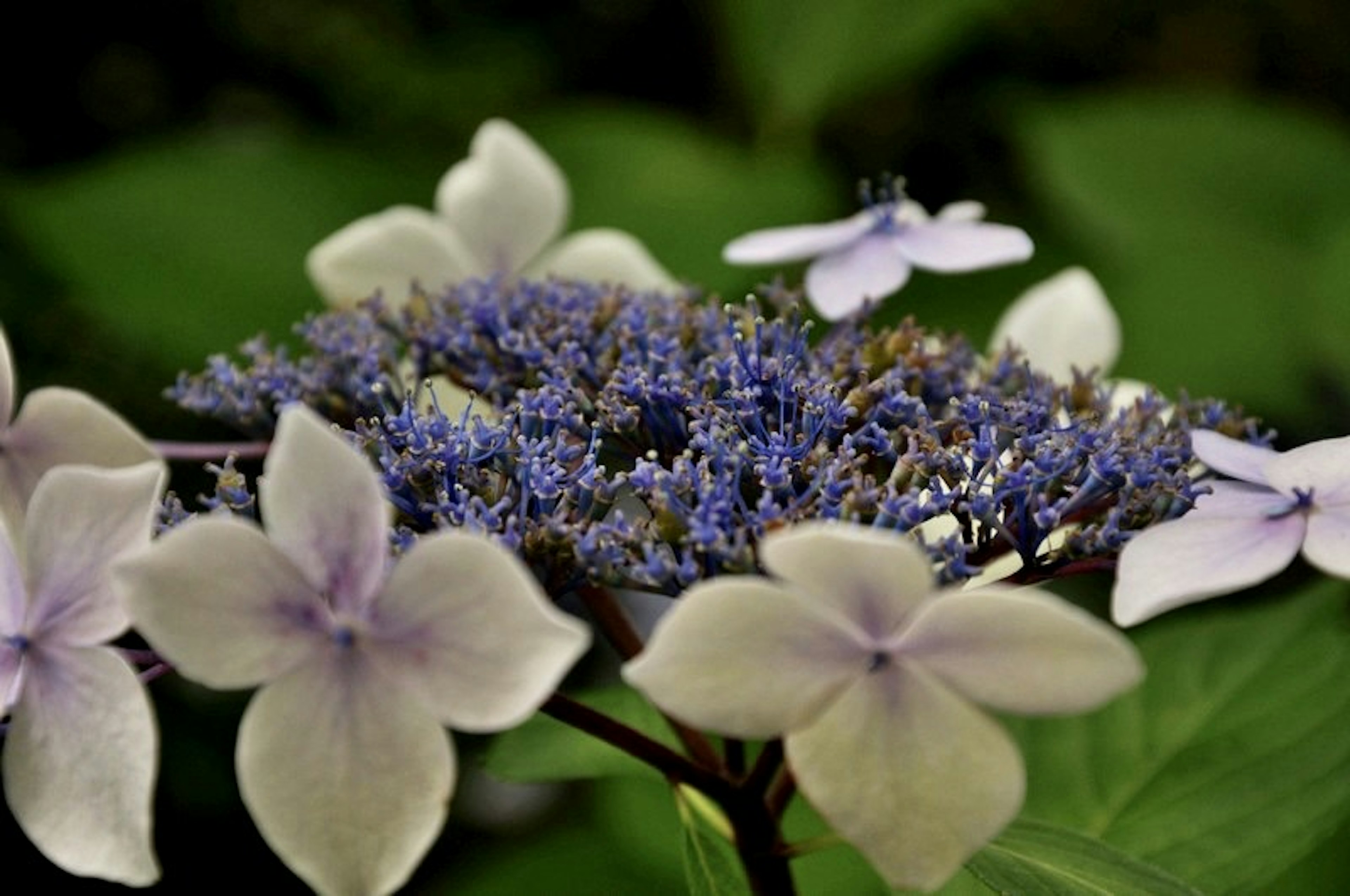 Primer plano de hortensia con flores azul-púrpura y pétalos blancos