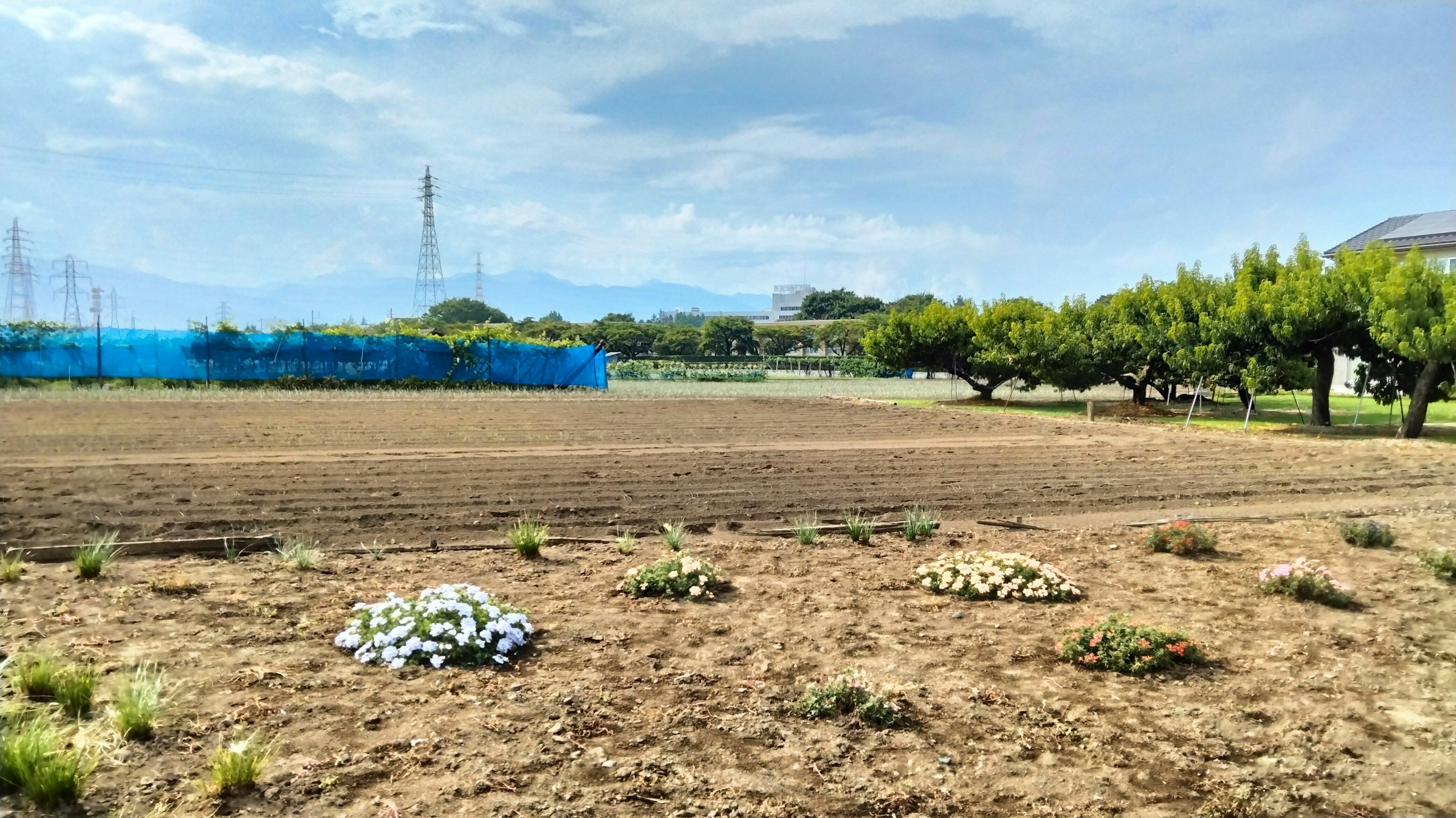 A farm area surrounded by blue netting featuring blooming flowers