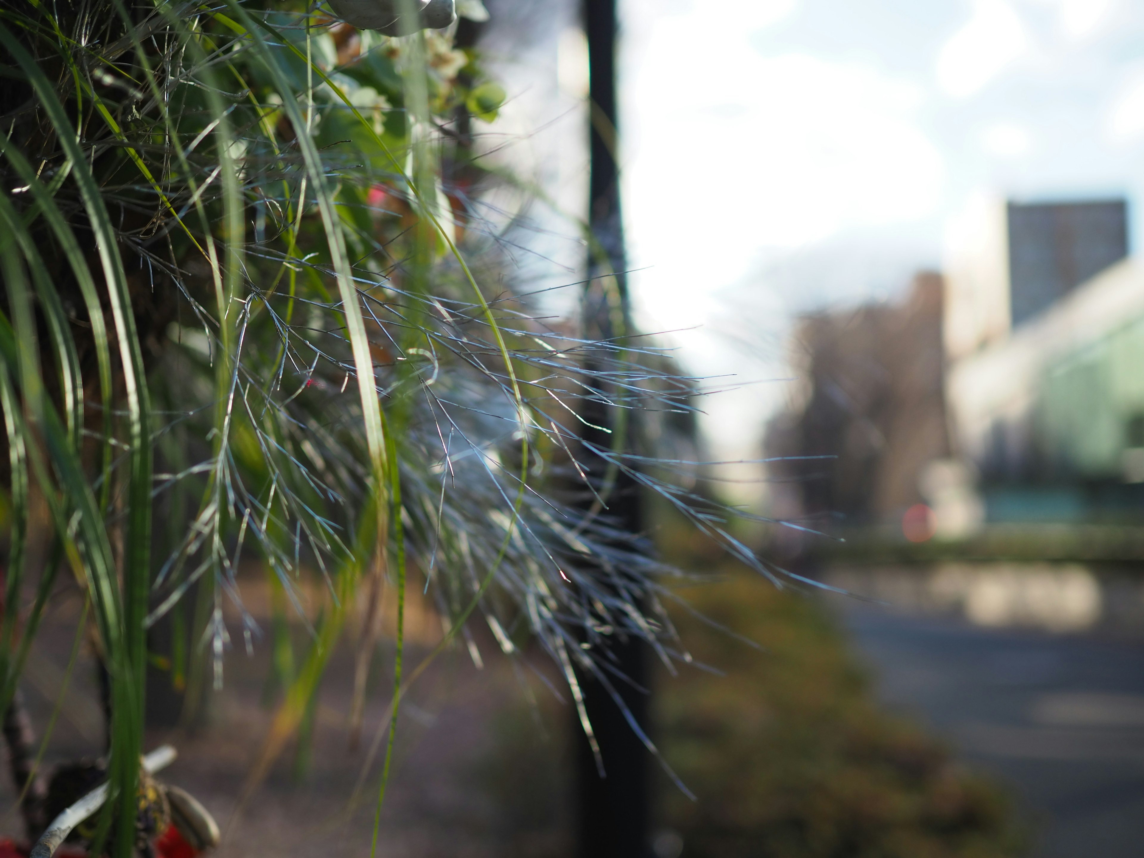 緑の植物が近くにあり、背景にはぼんやりとした都市の景色が見える