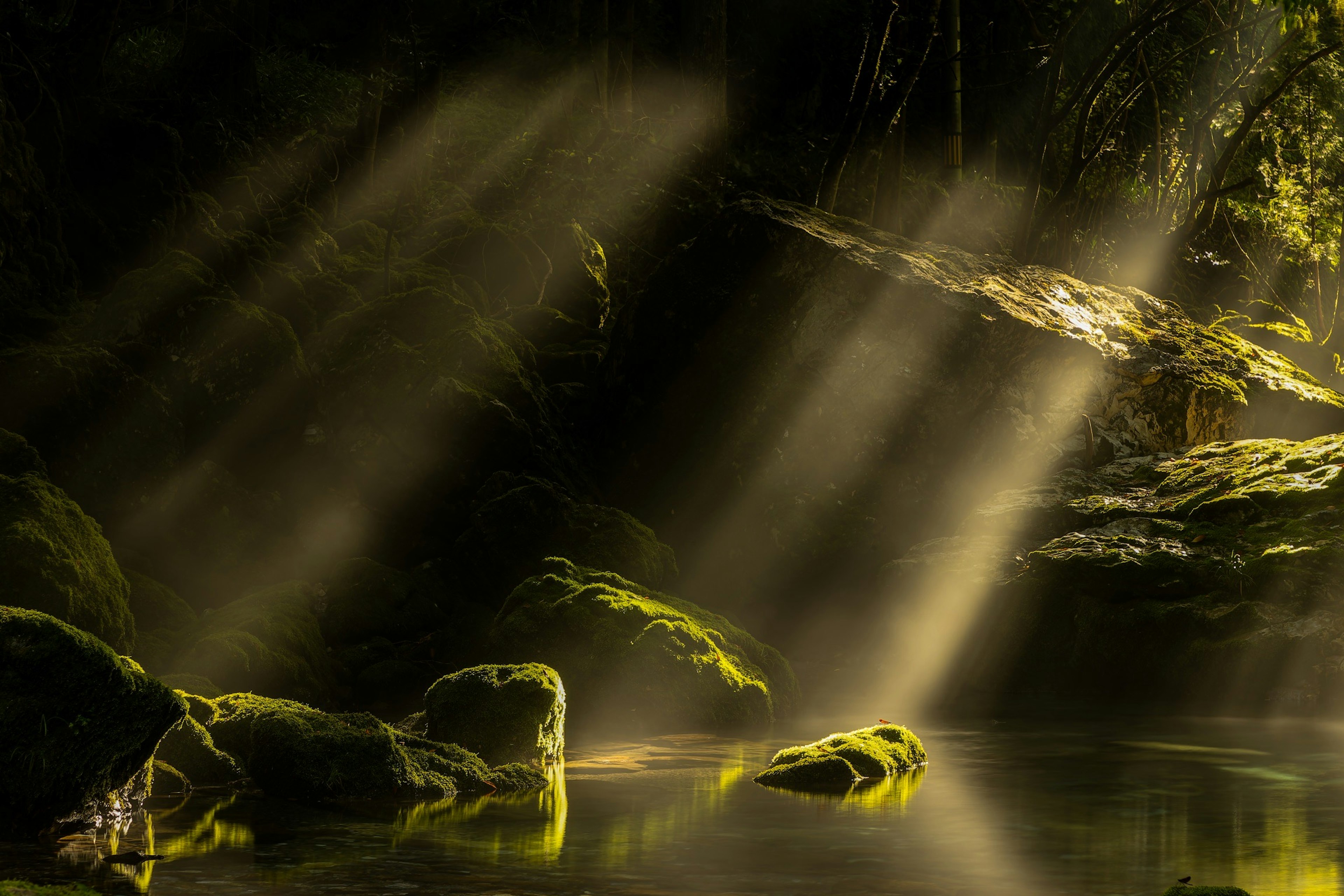 Beams of light filtering through trees over a tranquil water surface