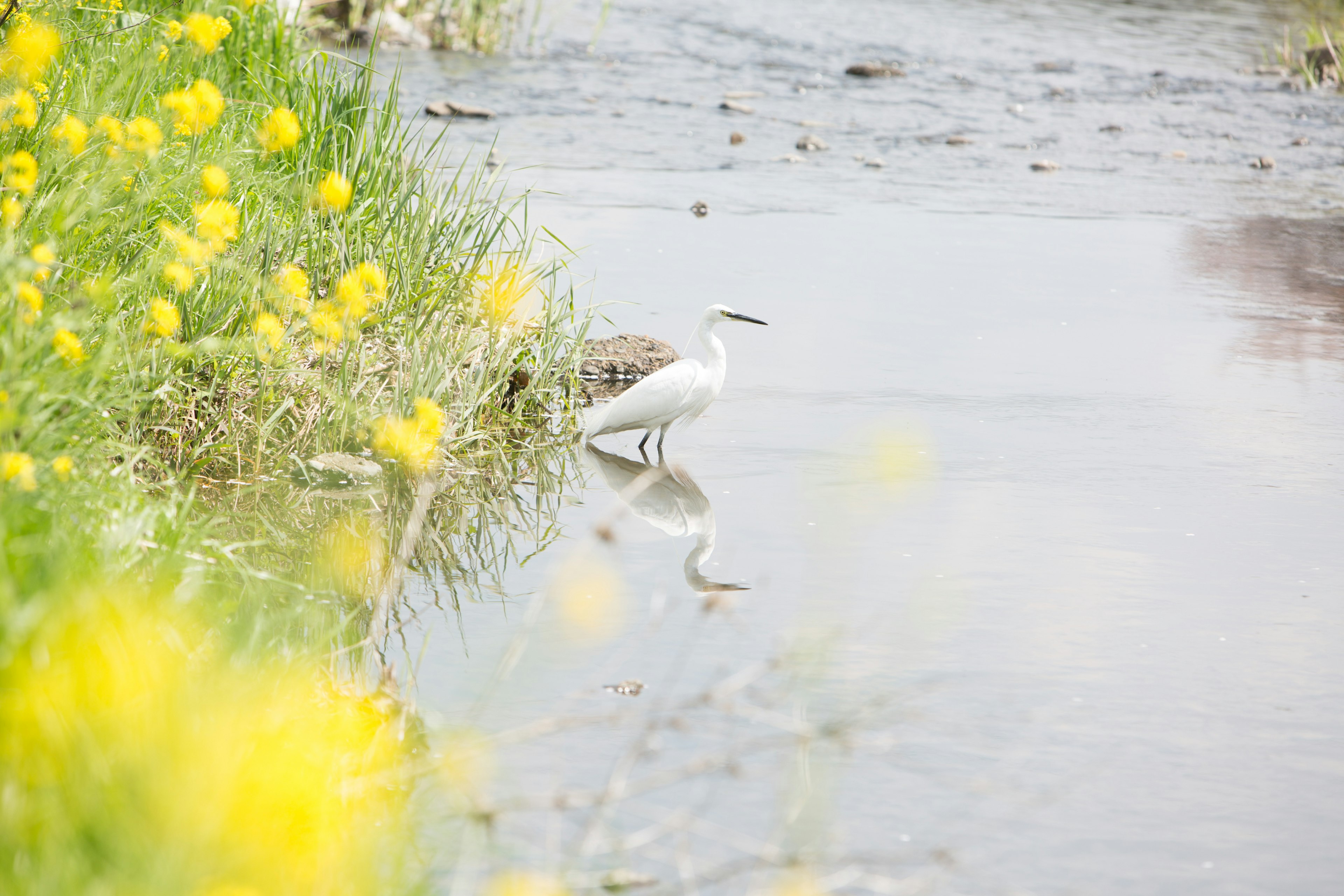 Ein weißer Vogel steht am Wasser umgeben von gelben Blumen