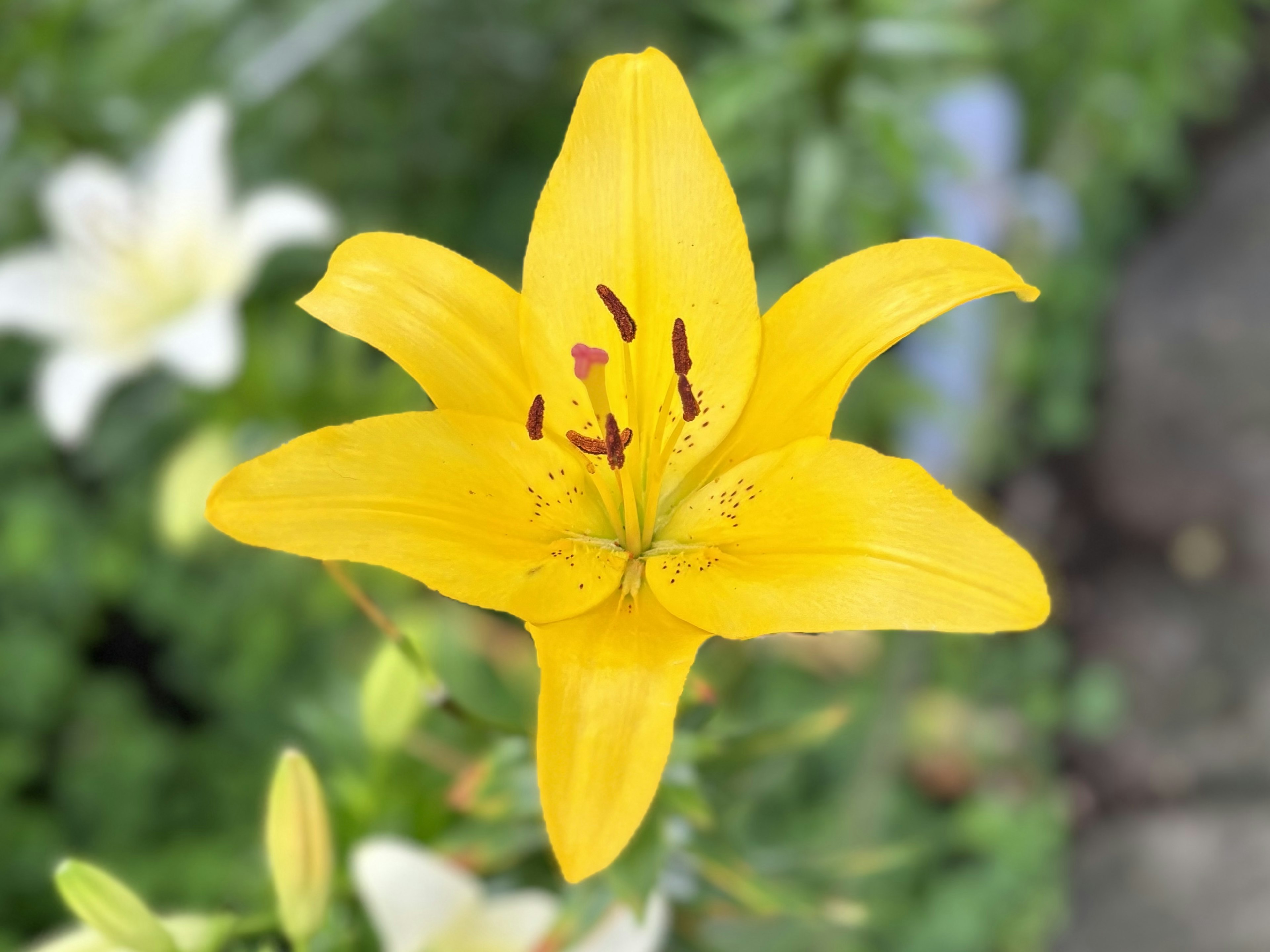 鮮やかな黄色のユリの花が中心にあり、周囲には白い花も見える