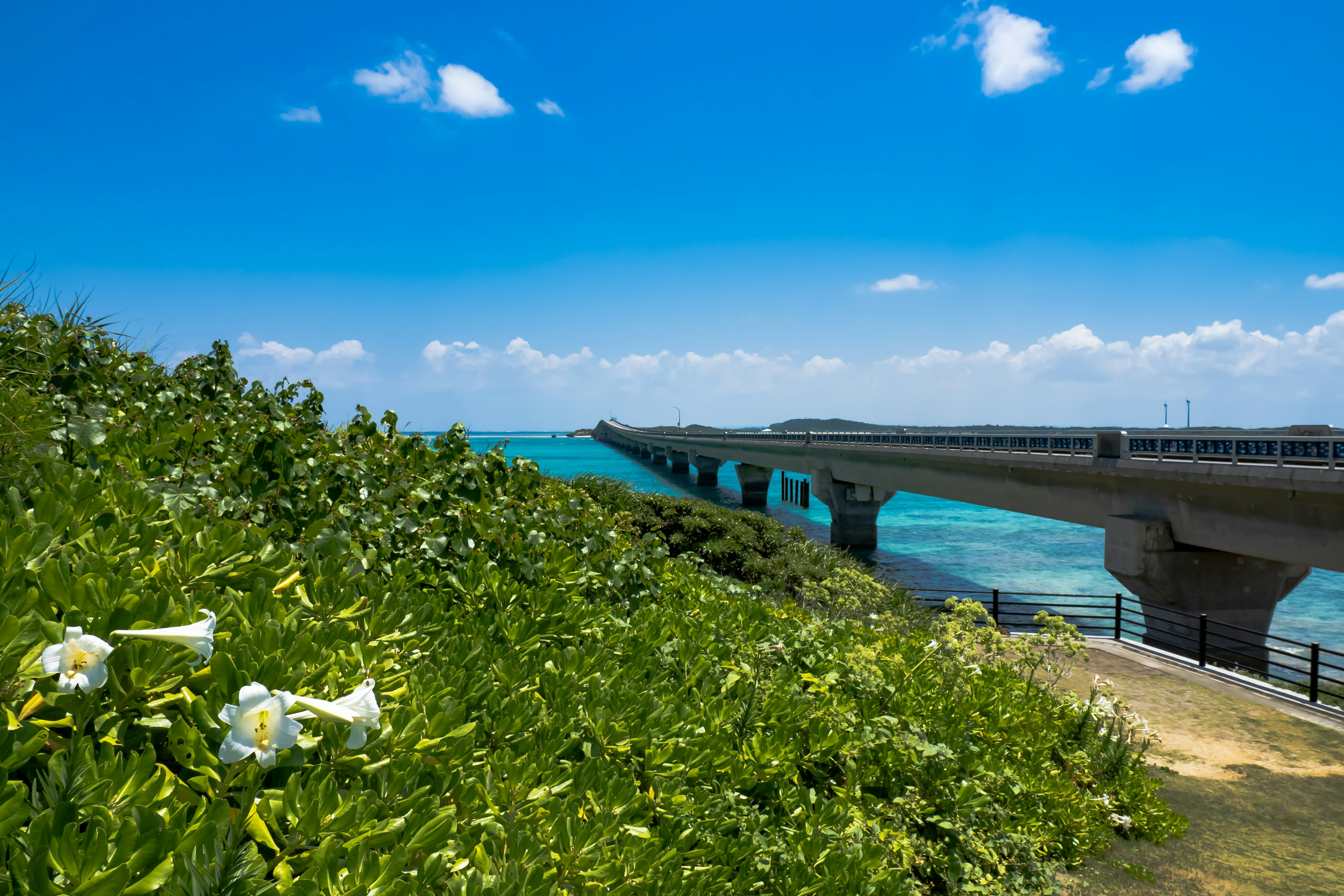 青空の下に広がる緑の植物と白い花が咲いている風景と橋