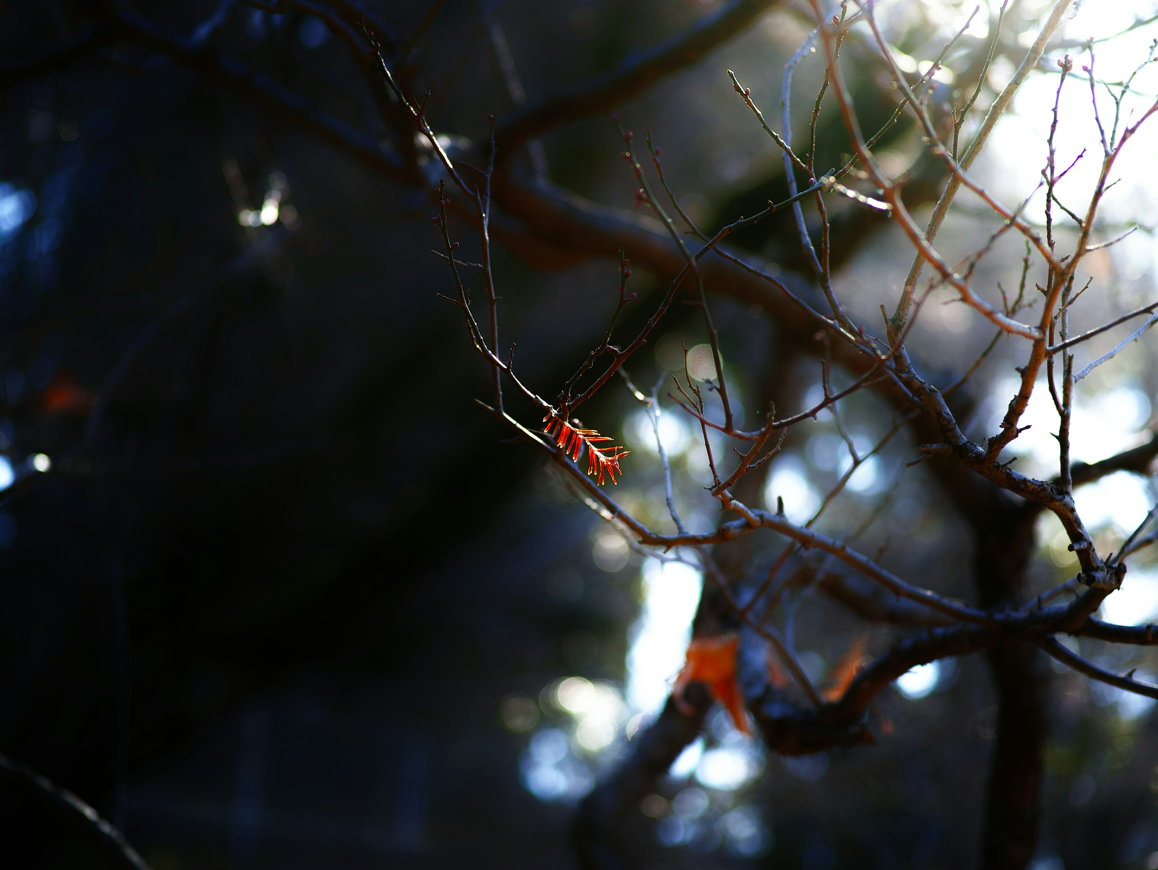 Thin branches and red leaves against a dark background