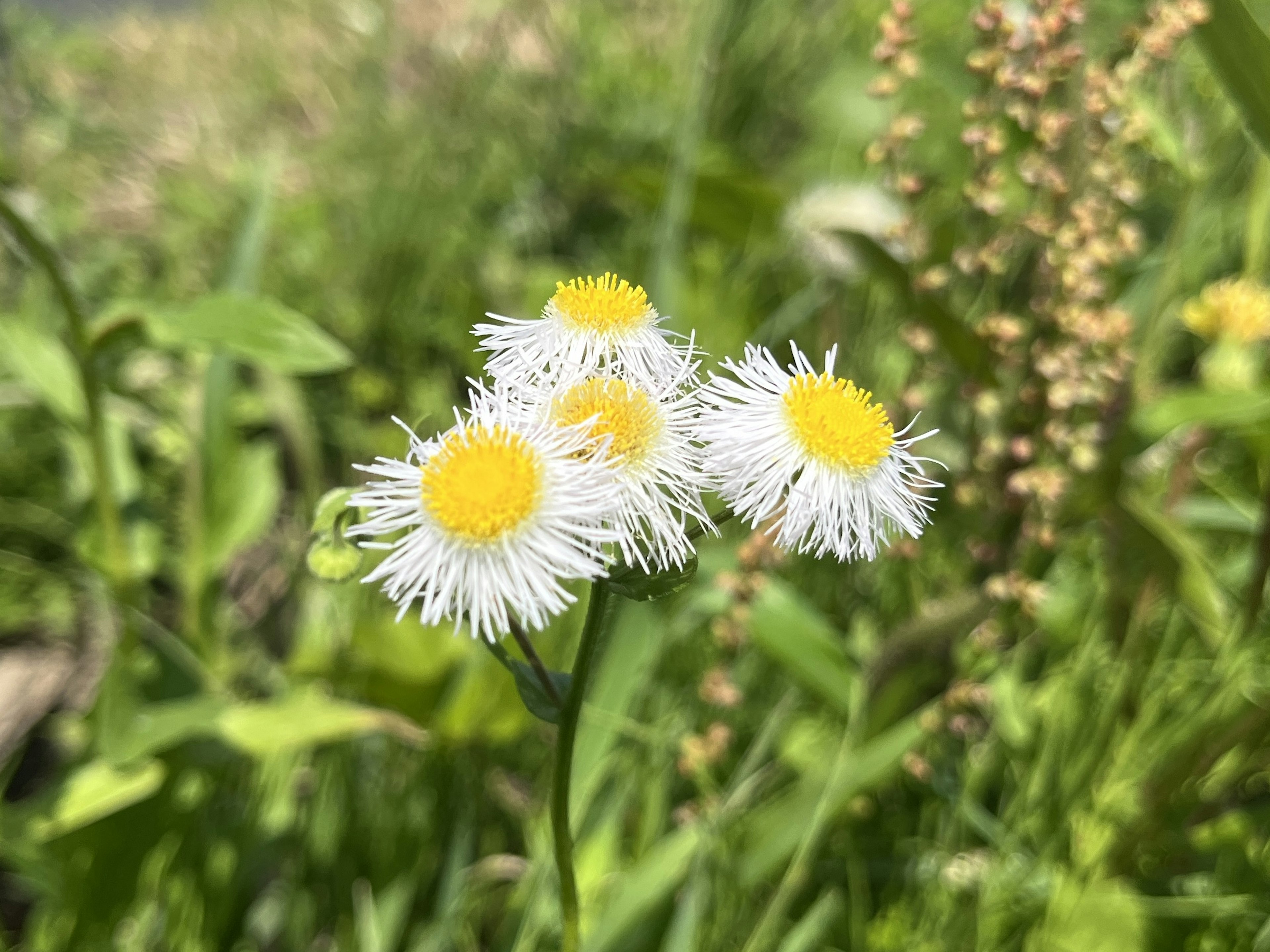 Groupe de petites fleurs blanches avec des centres jaunes entourées de feuillage vert