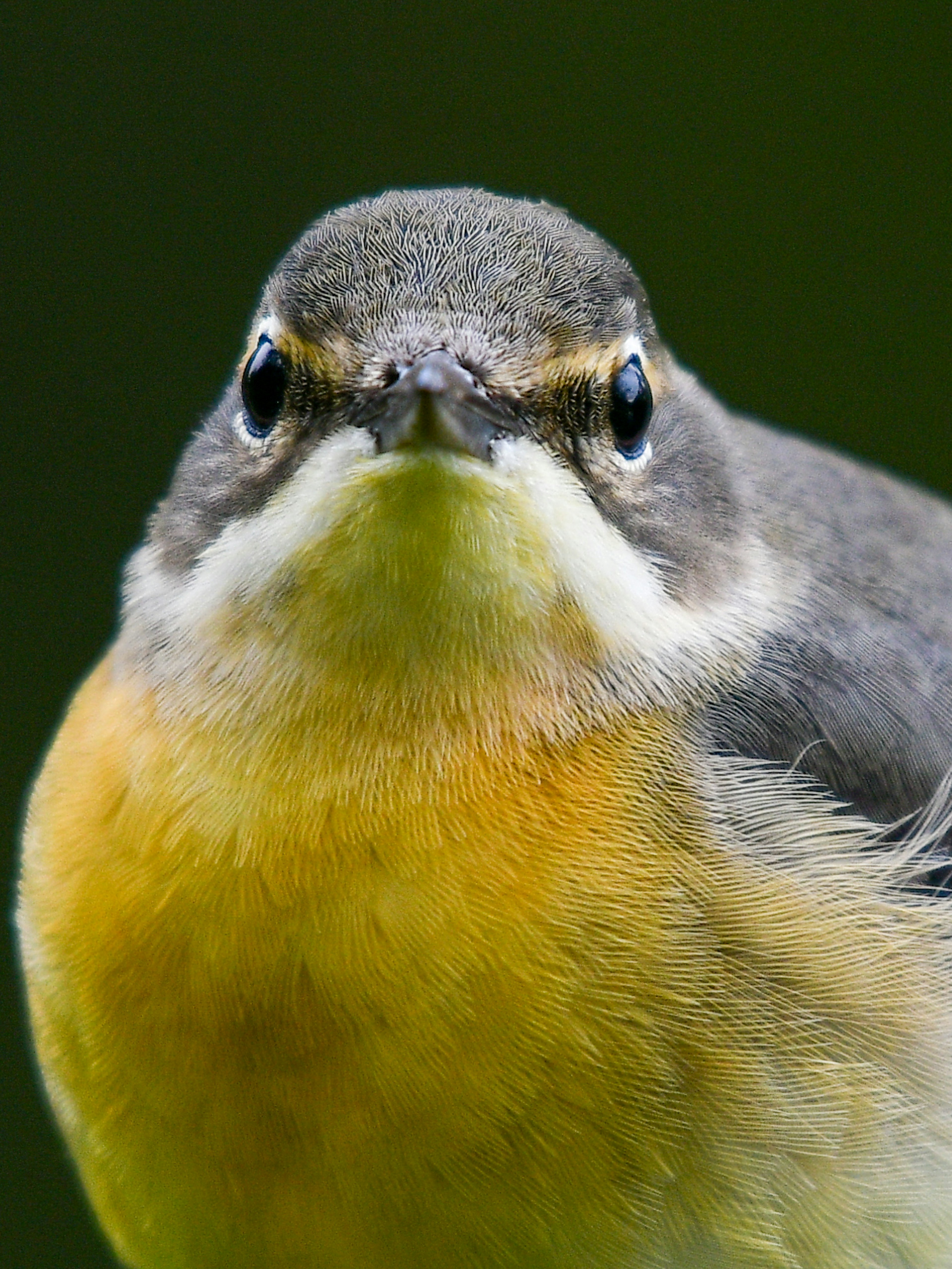 鮮やかな黄色の胸を持つ小さな鳥のクローズアップ