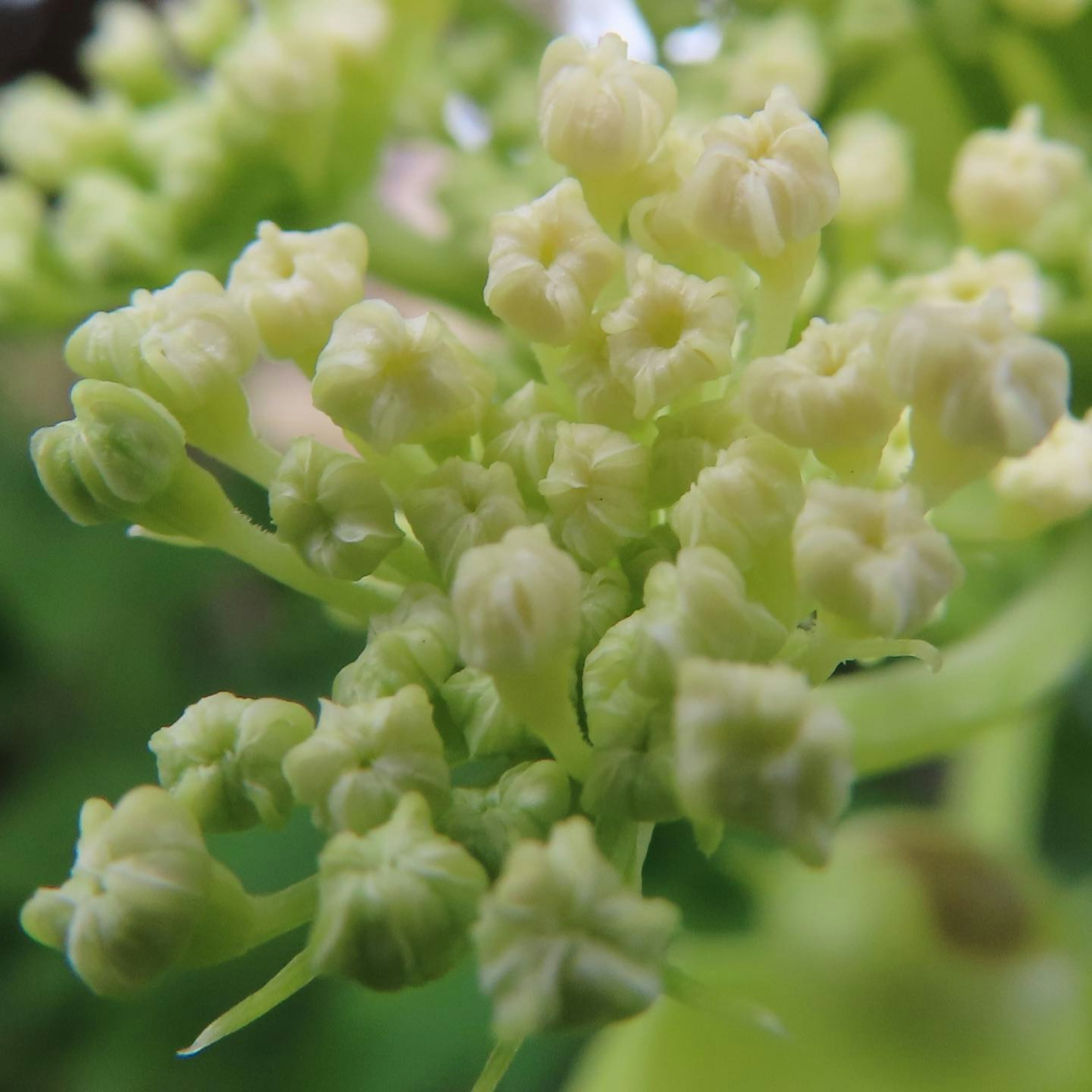 Gros plan de boutons de fleurs verts en grappe