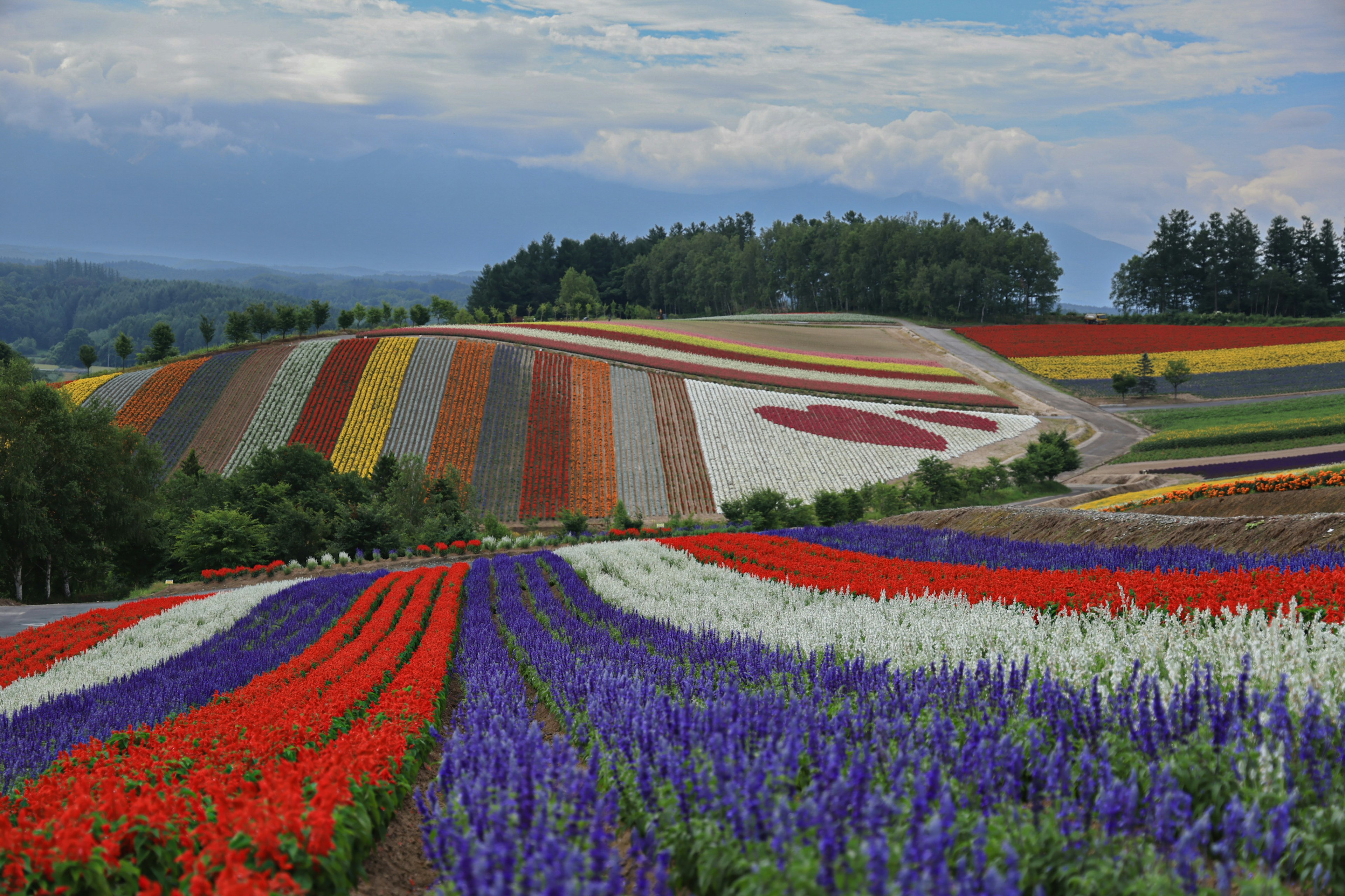 色とりどりの花畑が広がる風景で赤、紫、白の花が特徴的