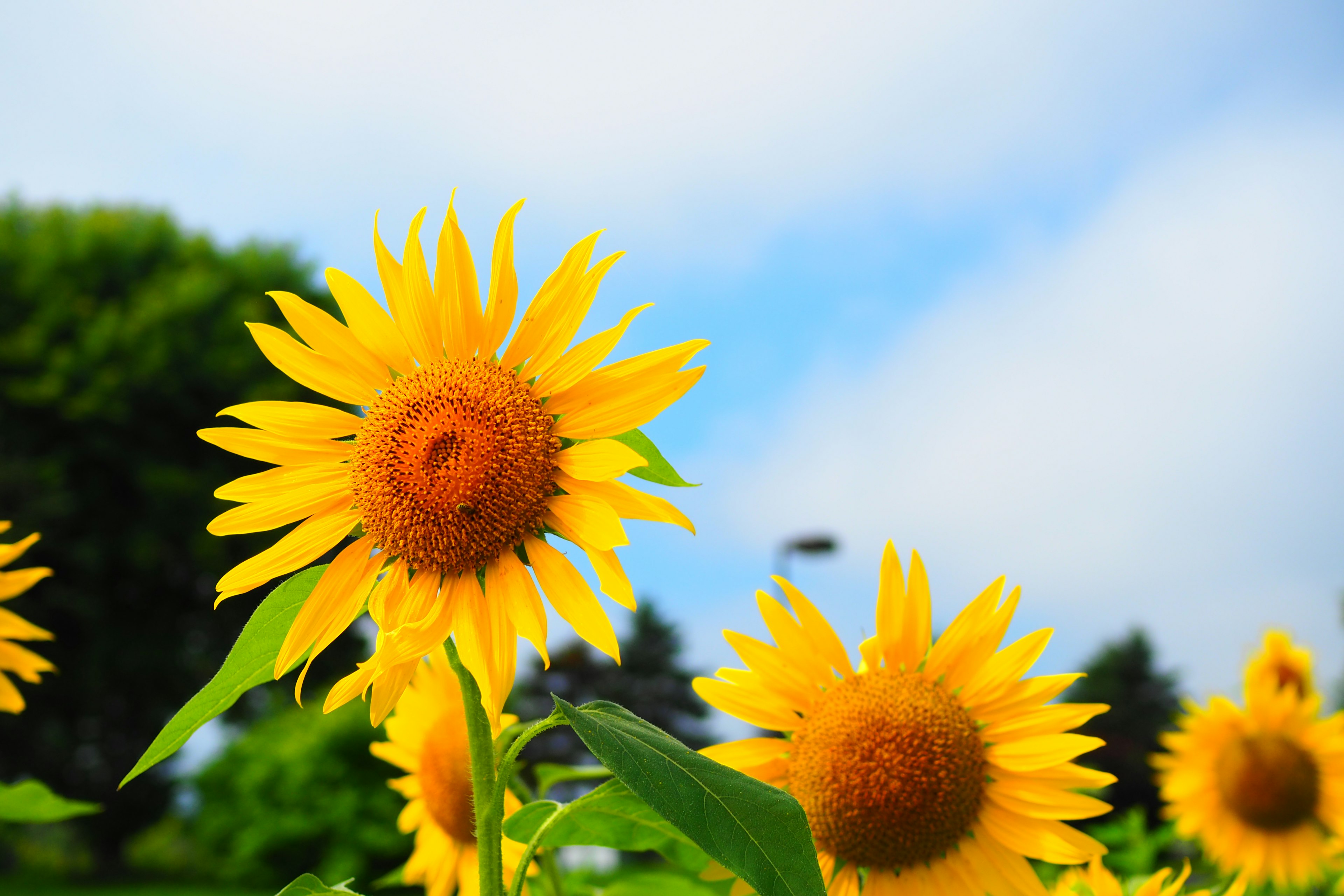 Lebendige Sonnenblumen blühen unter einem blauen Himmel