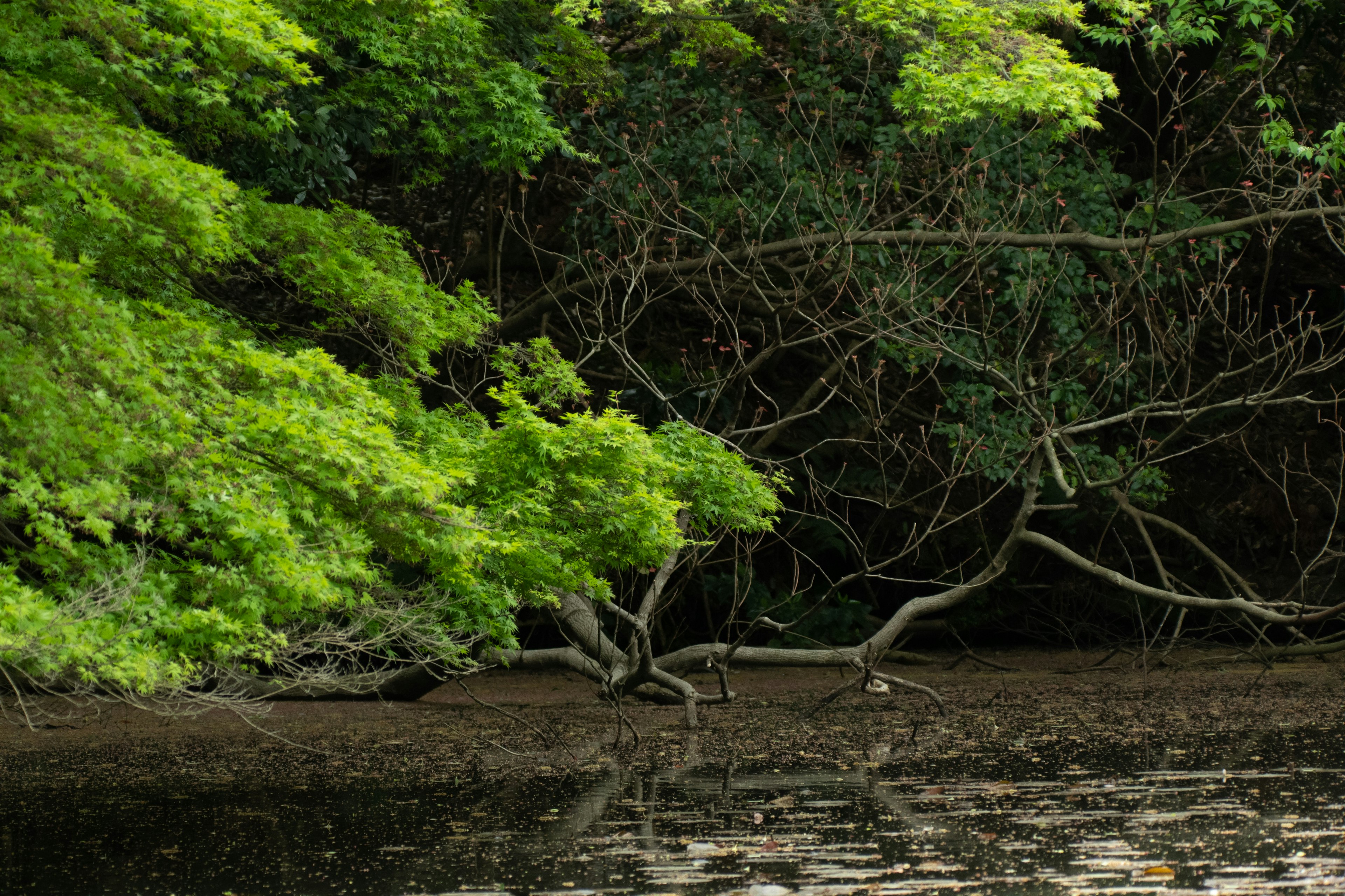 Alberi verdi lussureggianti e rami riflessi sulla superficie dell'acqua