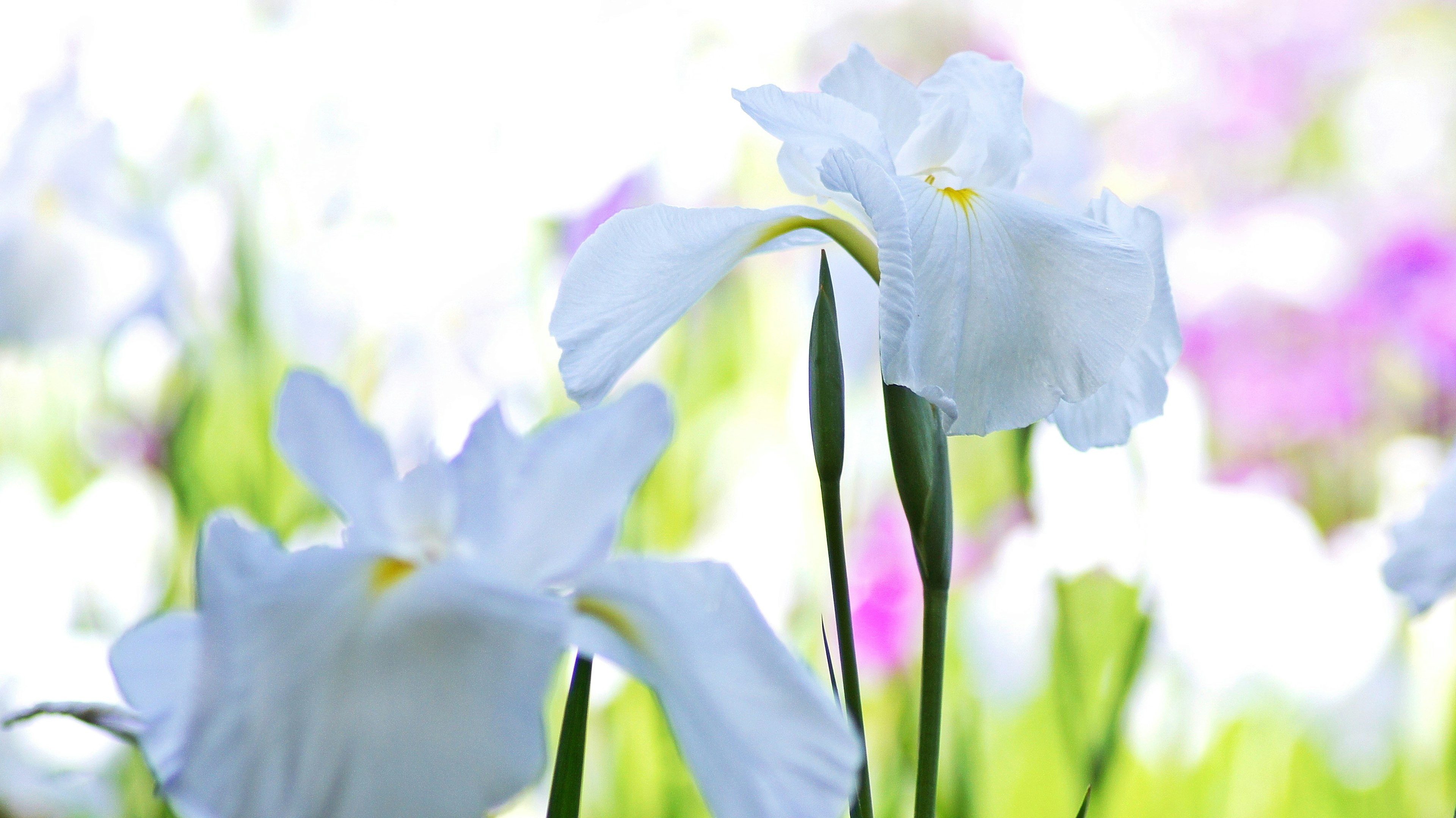 Fleurs d'iris blanches fleurissant dans une lumière douce