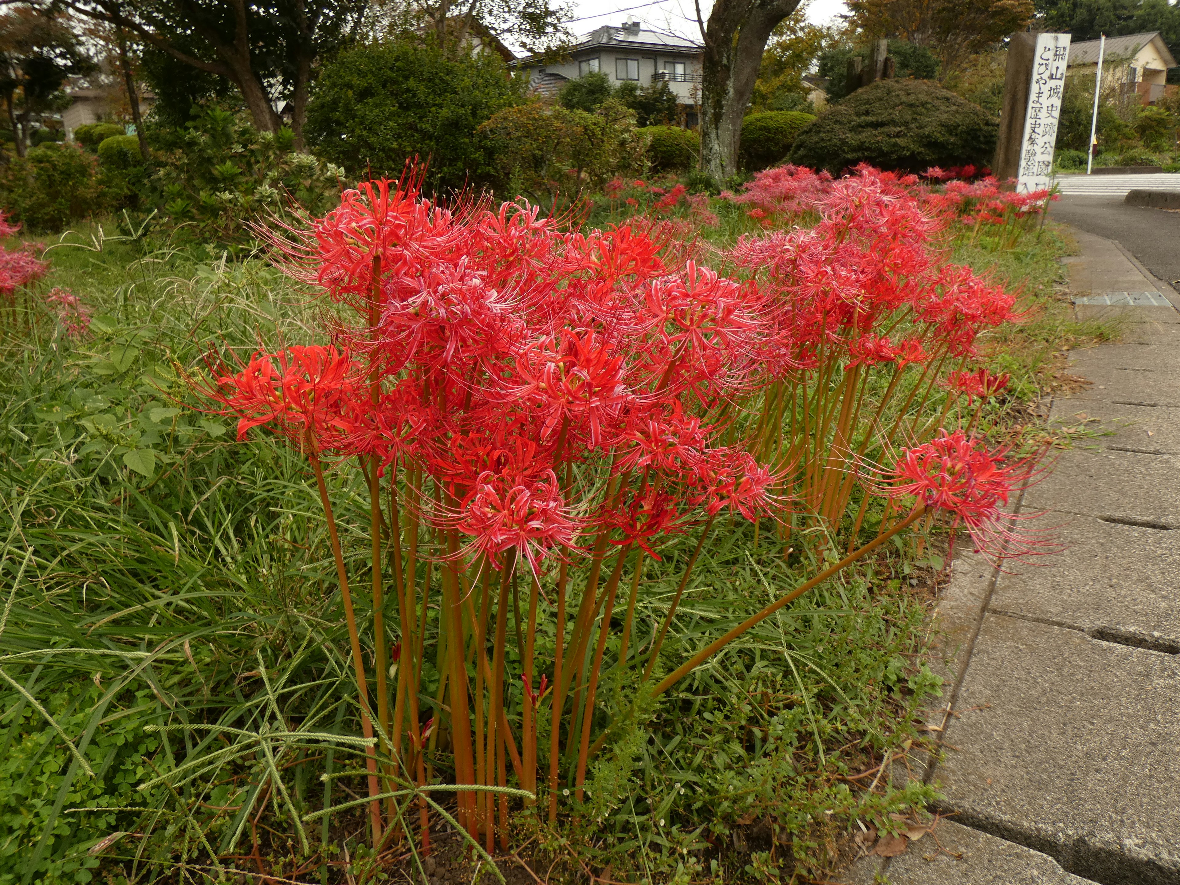 Groupe de lys araignées rouges vifs en fleurs