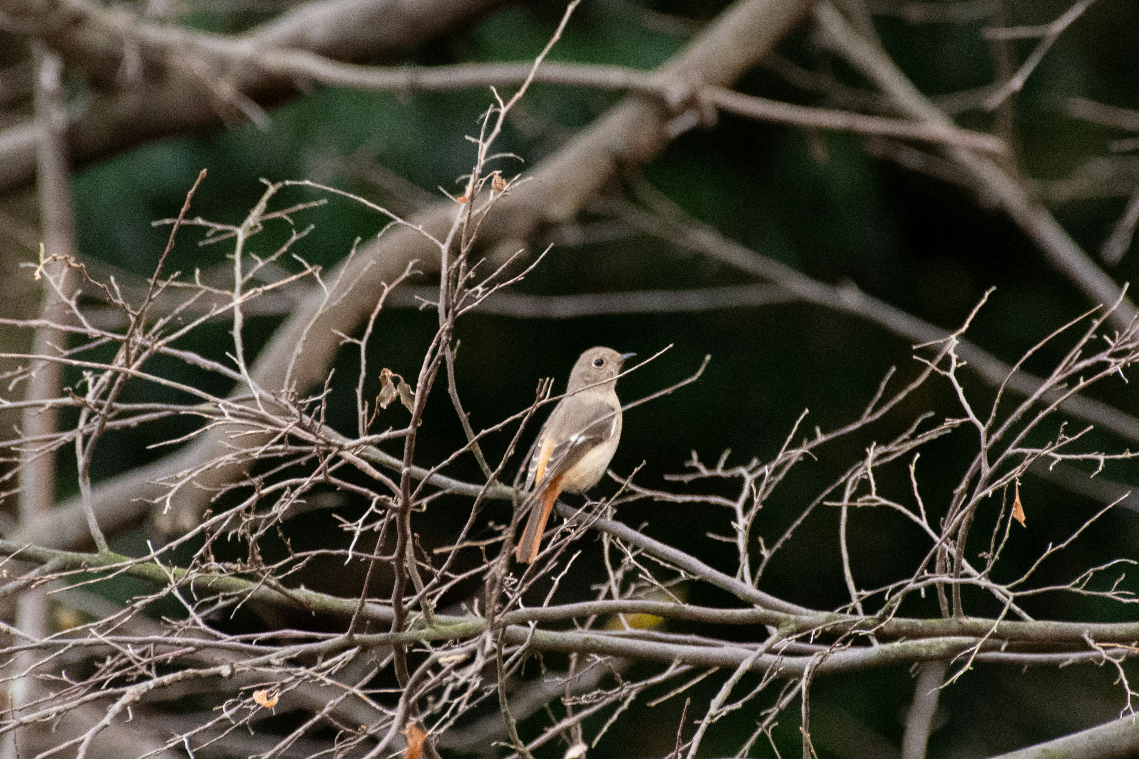 A small bird perched on dry branches