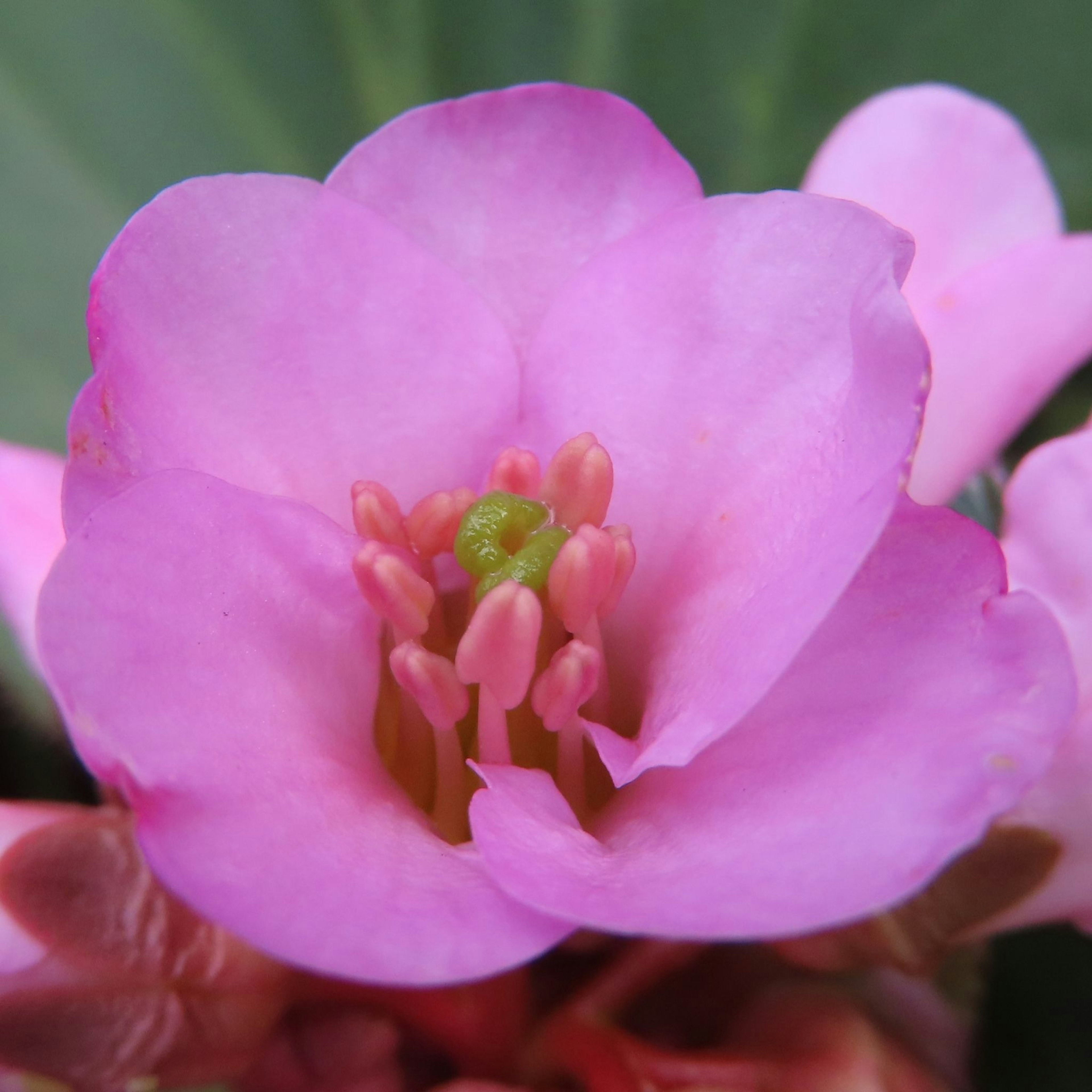 Nahaufnahme einer lebhaften rosa Blume mit grünen Staubblättern in der Mitte