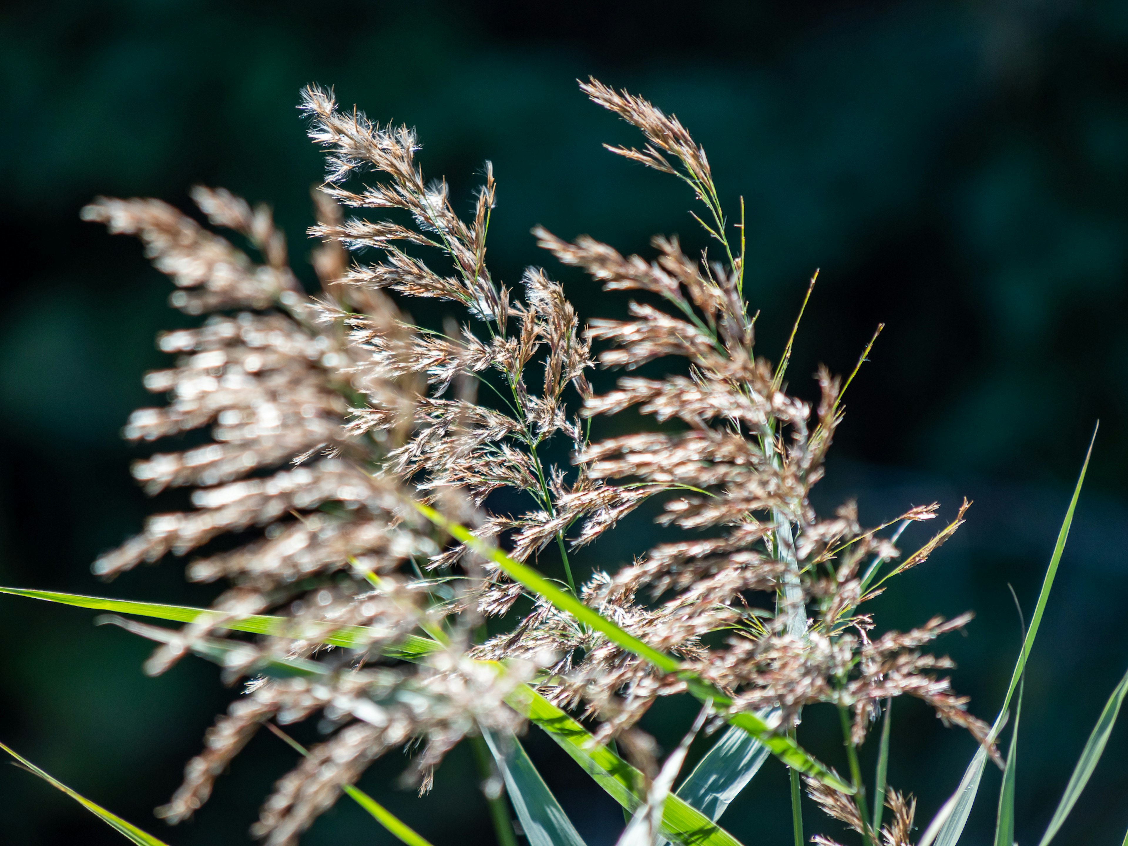 A bundle of dried grass spikes against a green background