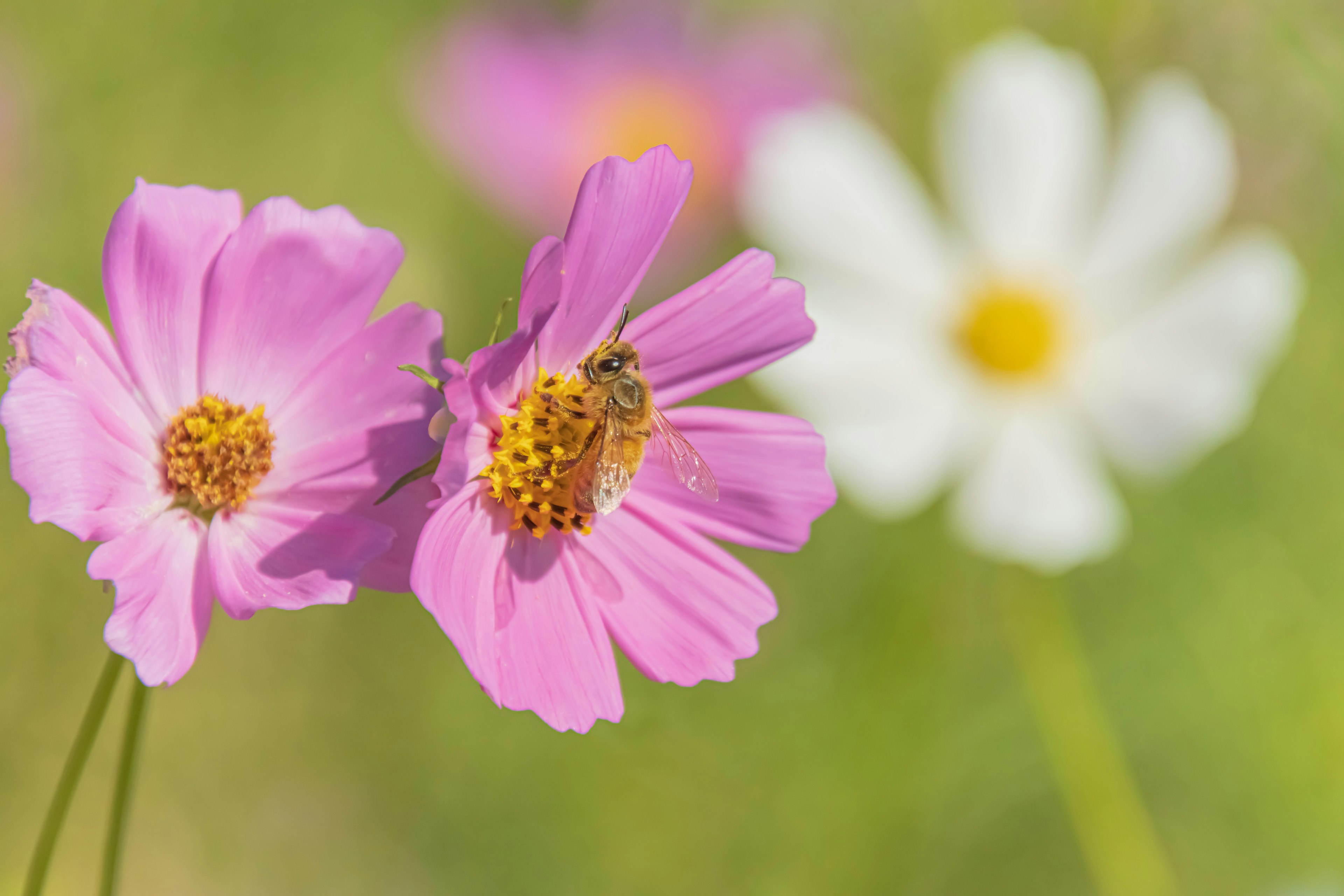 Bee collecting nectar from pink flowers with a white flower in the background