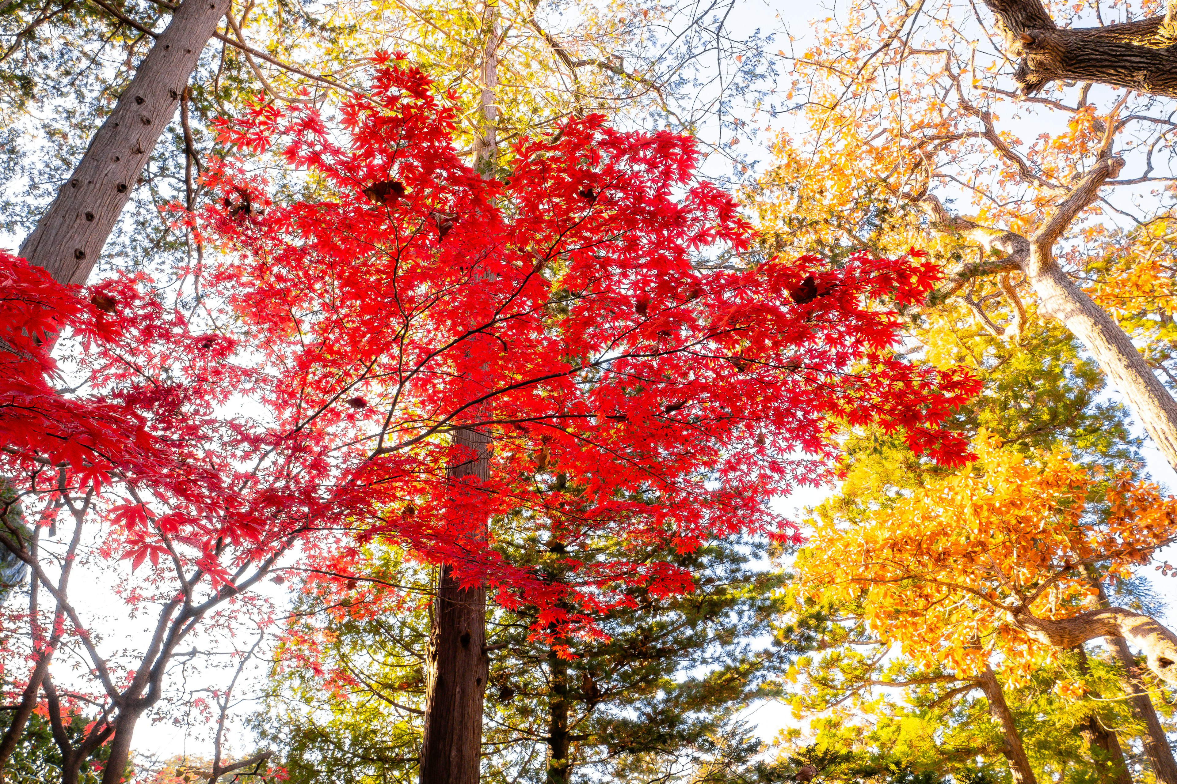 Lebendige rot und gelb Herbstblätter in einem Wald