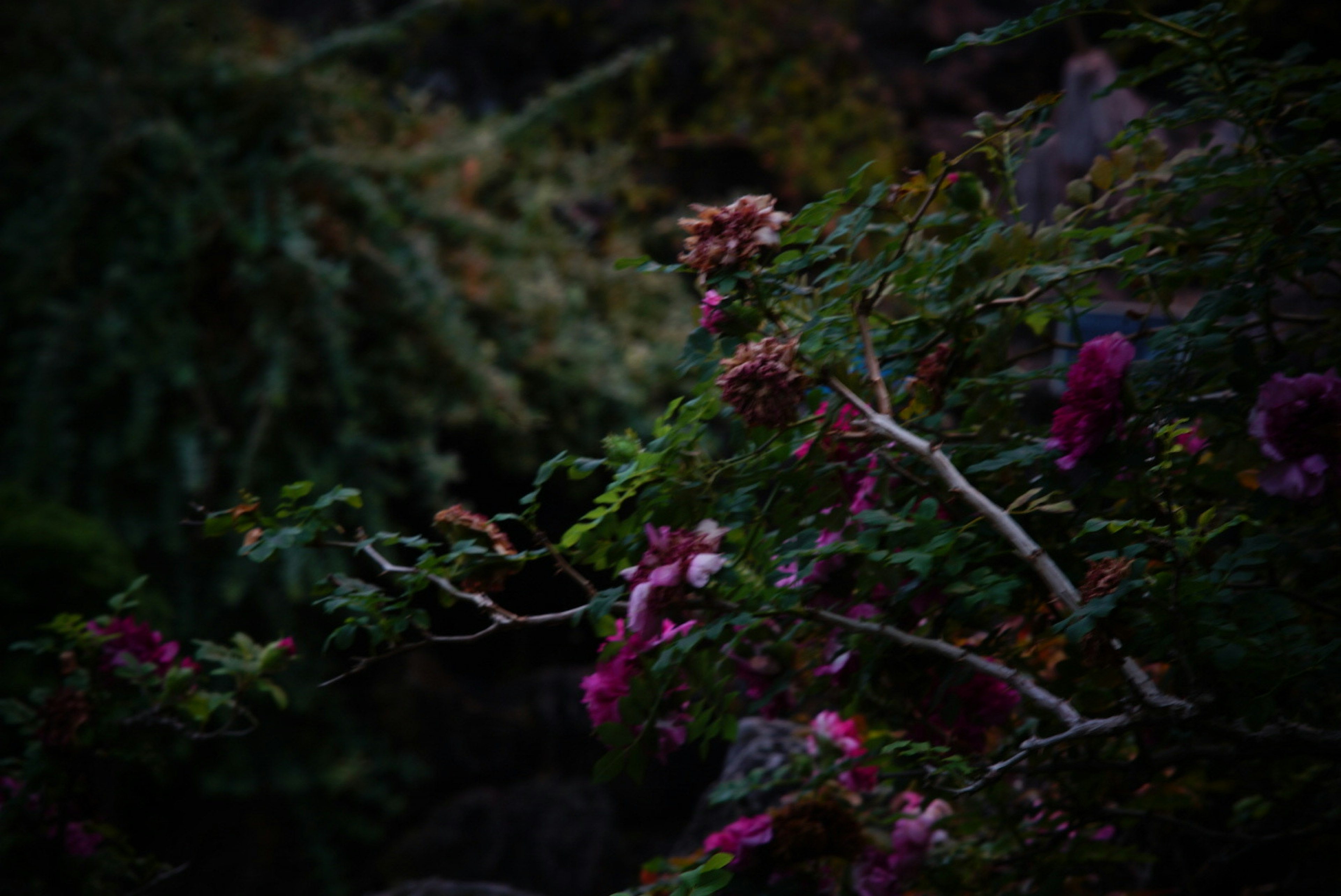 暗い背景に咲く色とりどりの花々と緑の葉