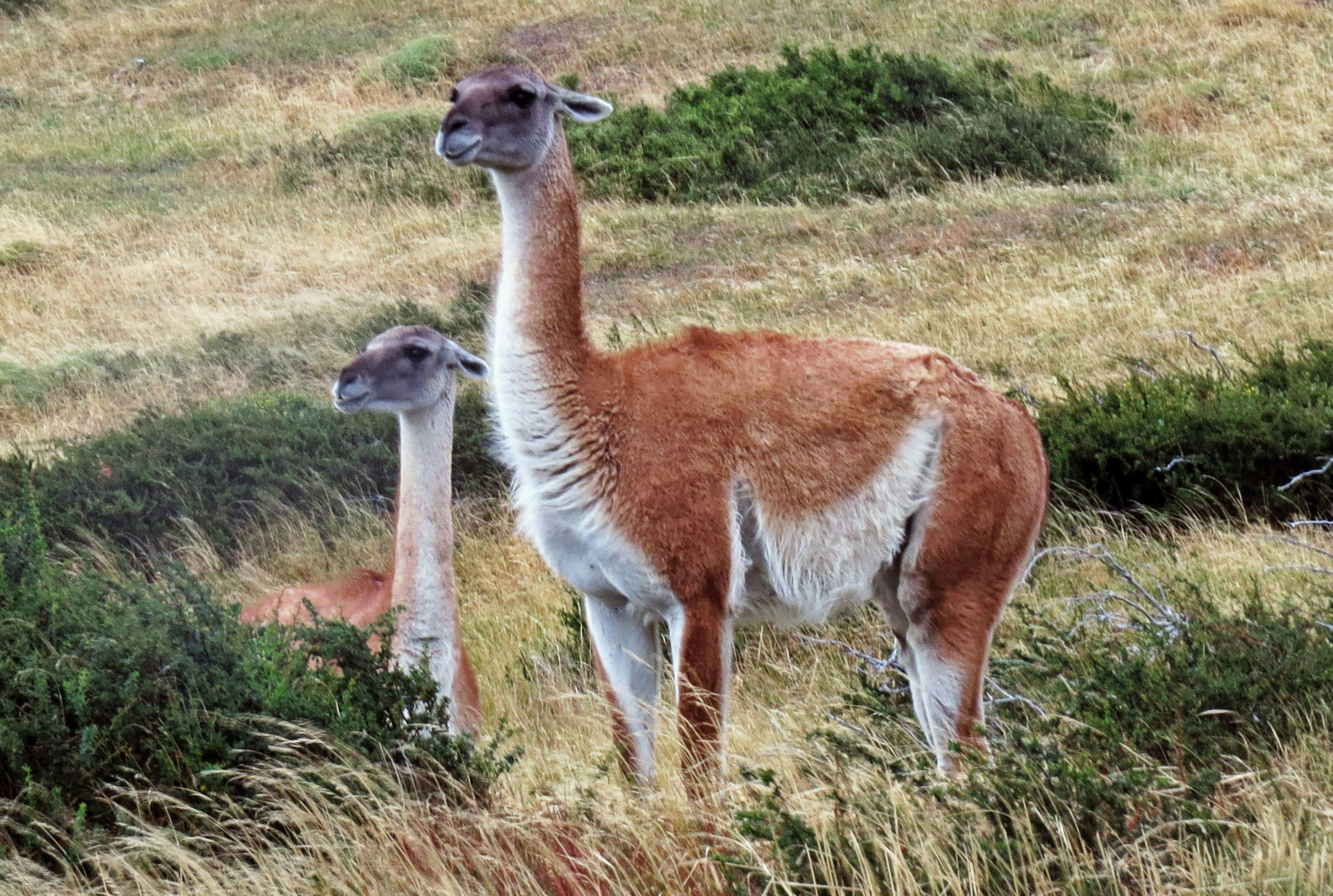 Due guanachi in piedi in un campo erboso