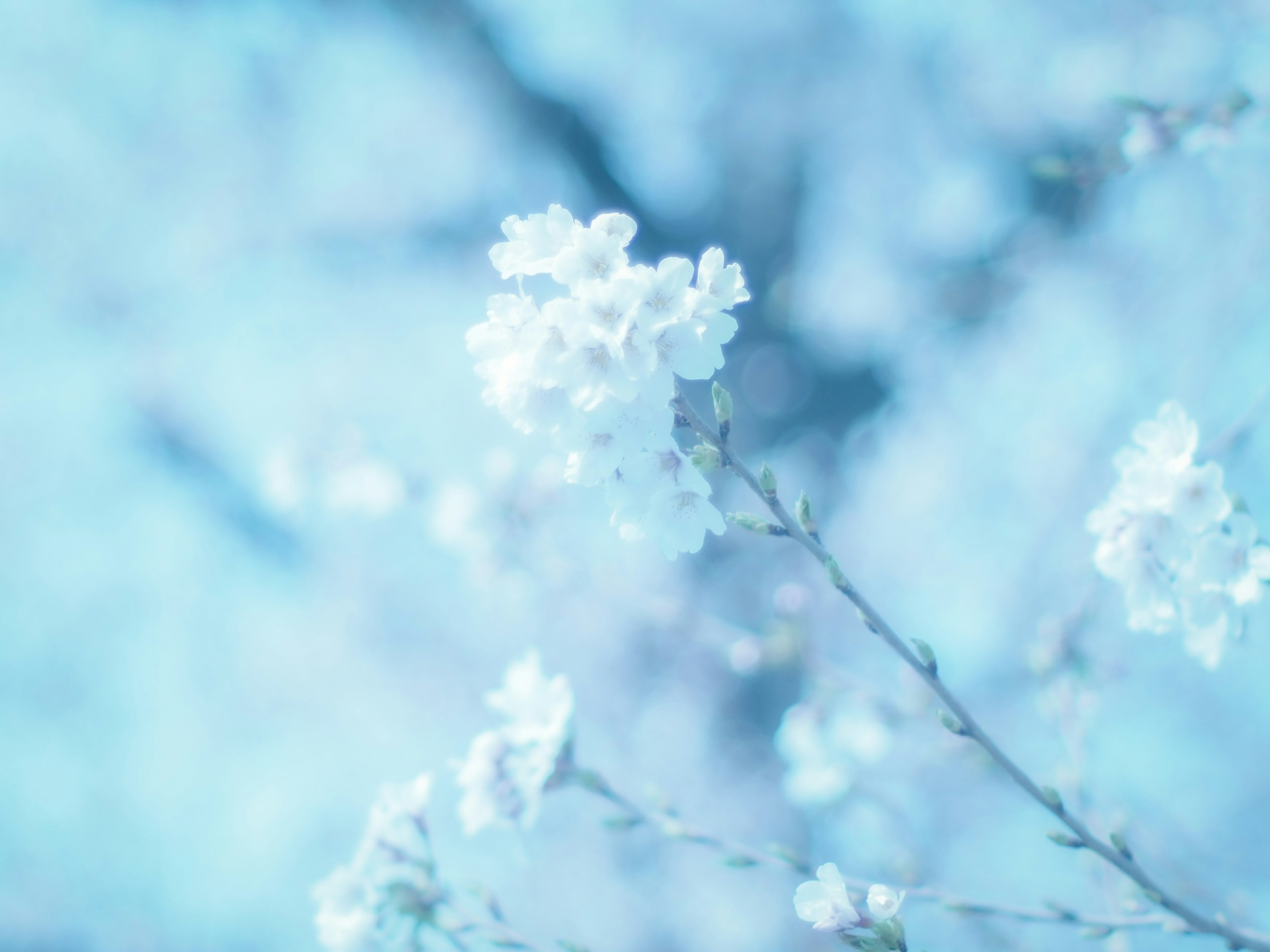 Close-up bunga putih di latar belakang biru lembut