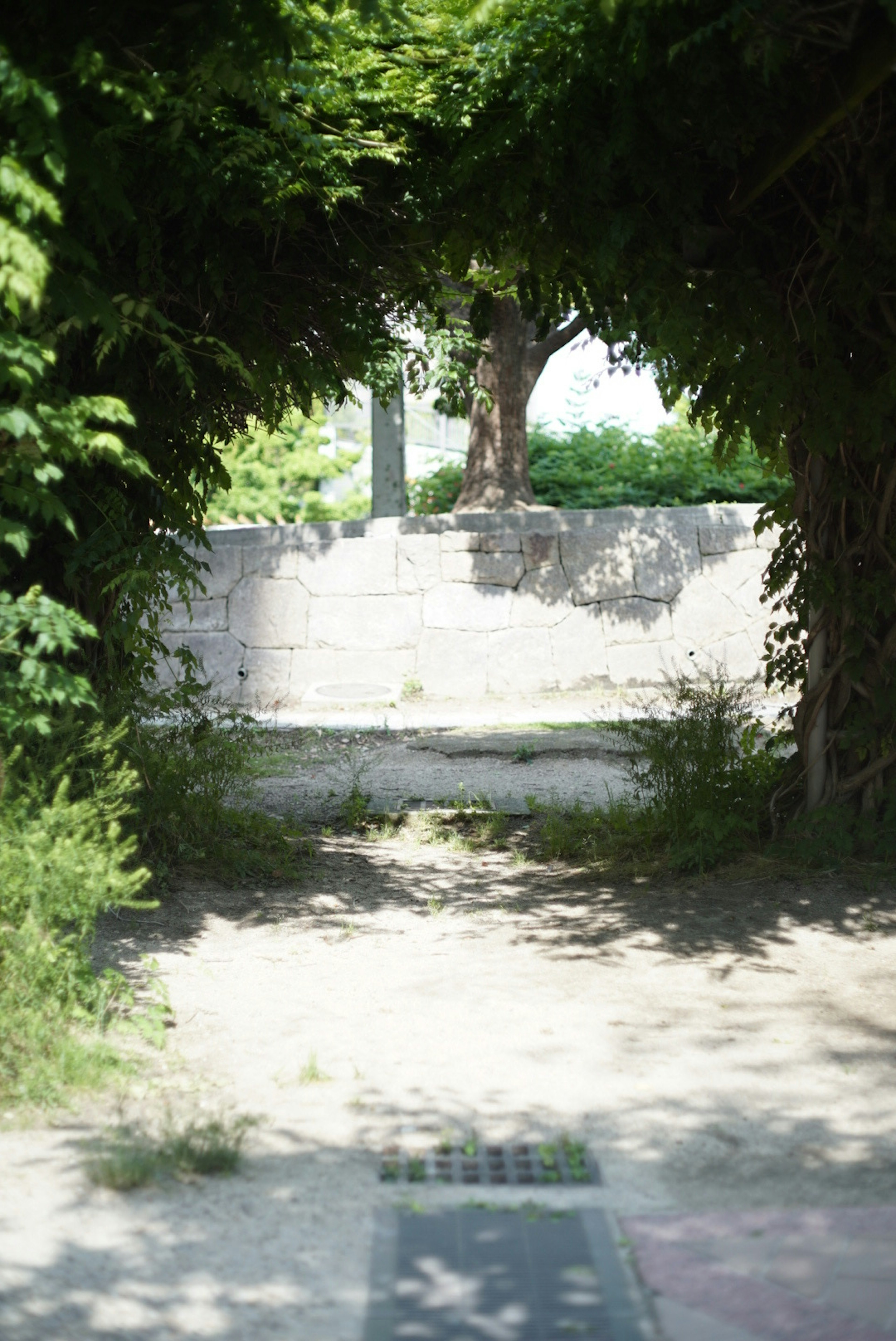 Sentiero stretto incorniciato da verde lussureggiante che porta a un muro bianco