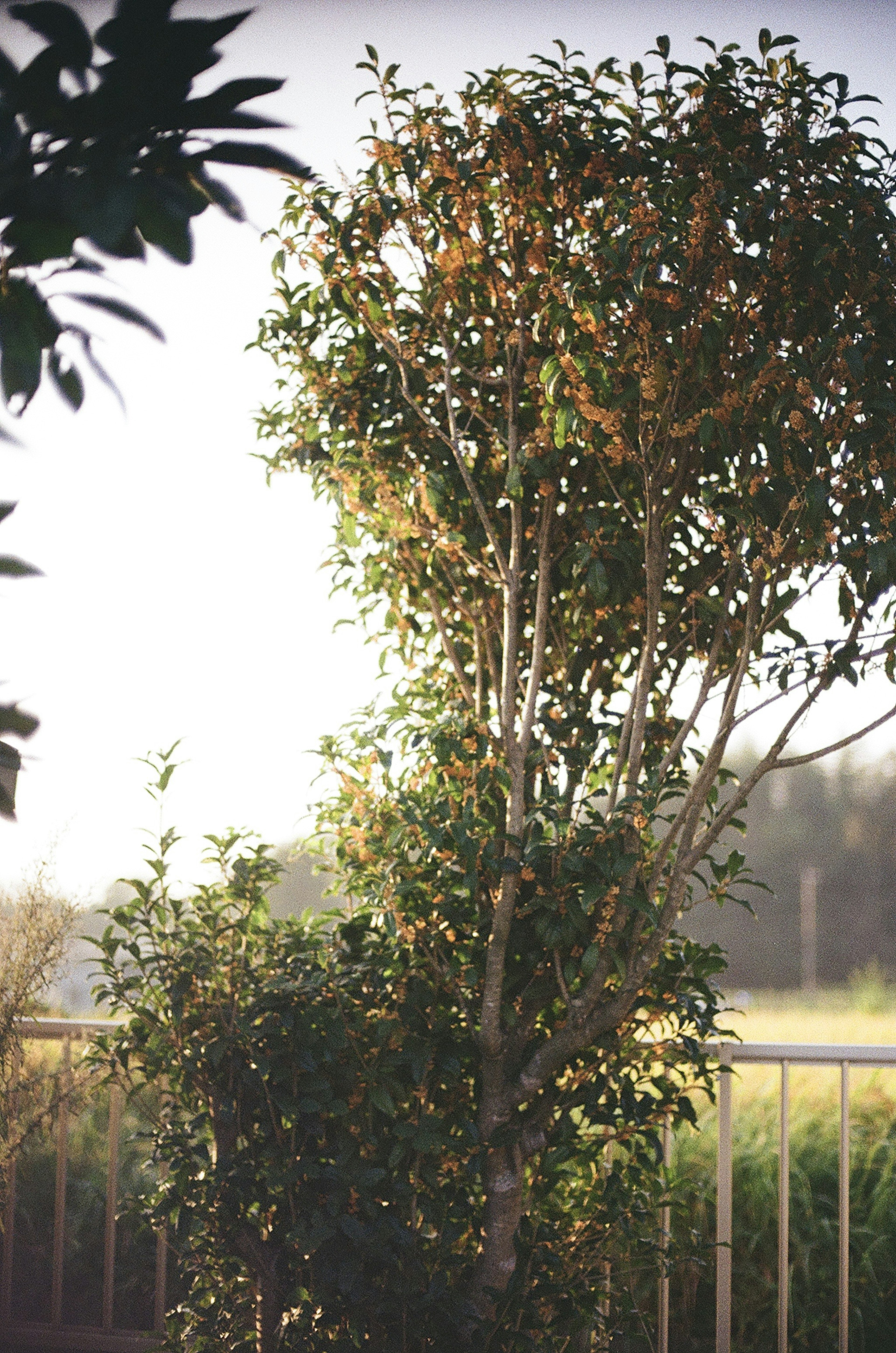 Image of a lush tree and shrubbery in a scenic landscape