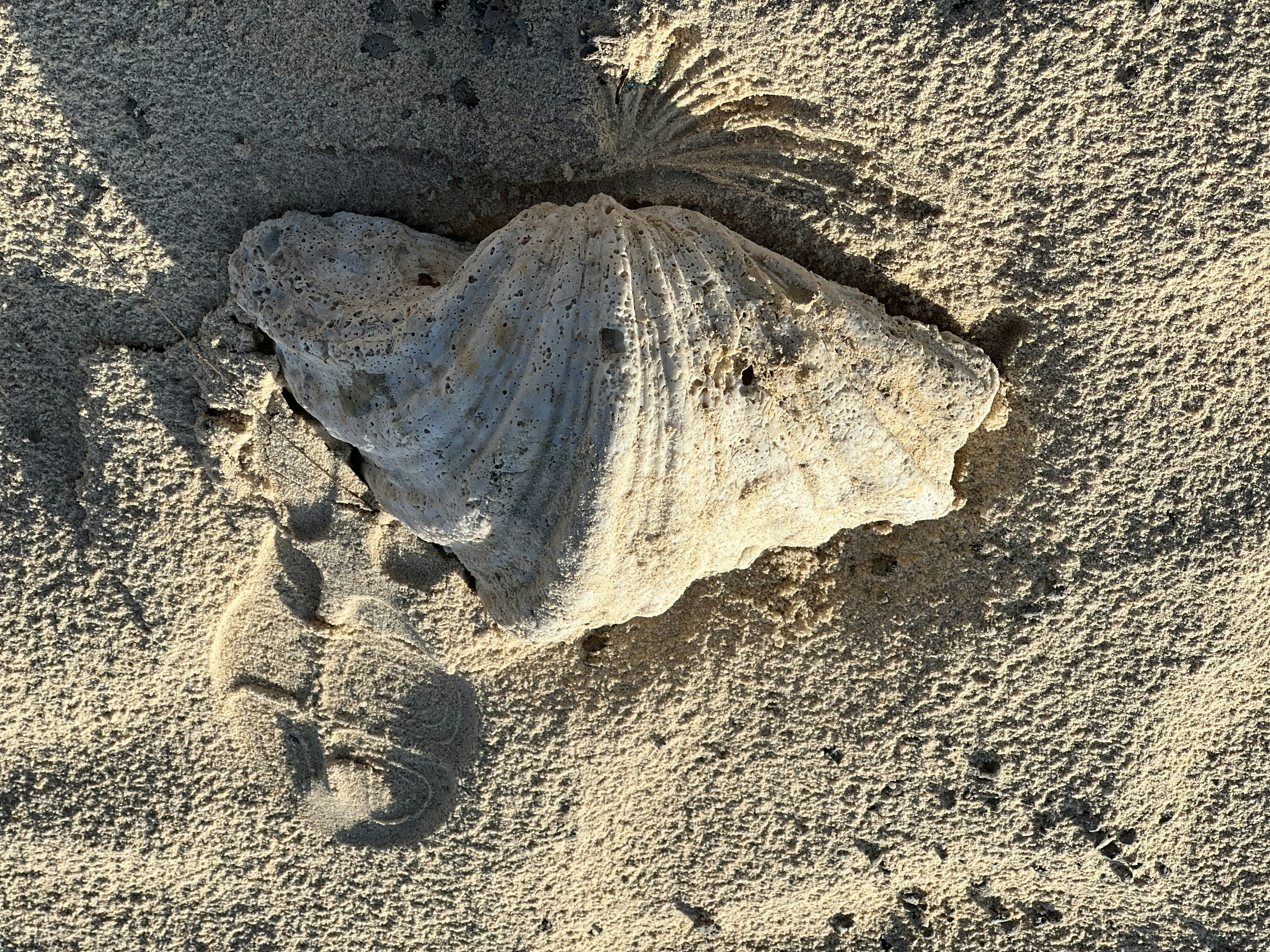 砂浜にある大きな貝殻と足跡