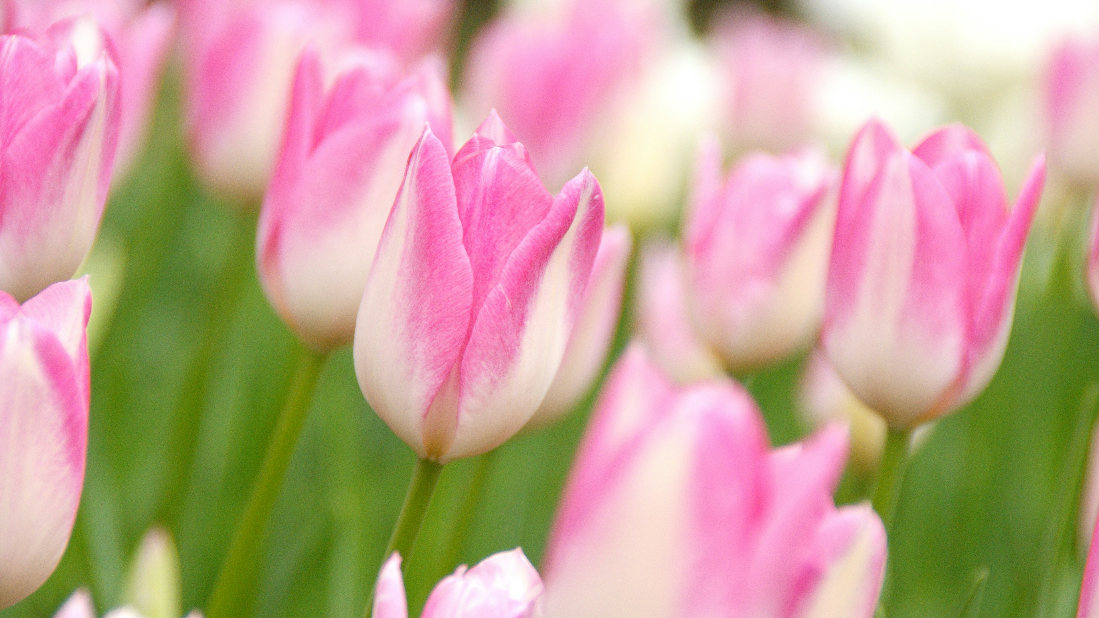 Field of blooming pink tulips with green leaves