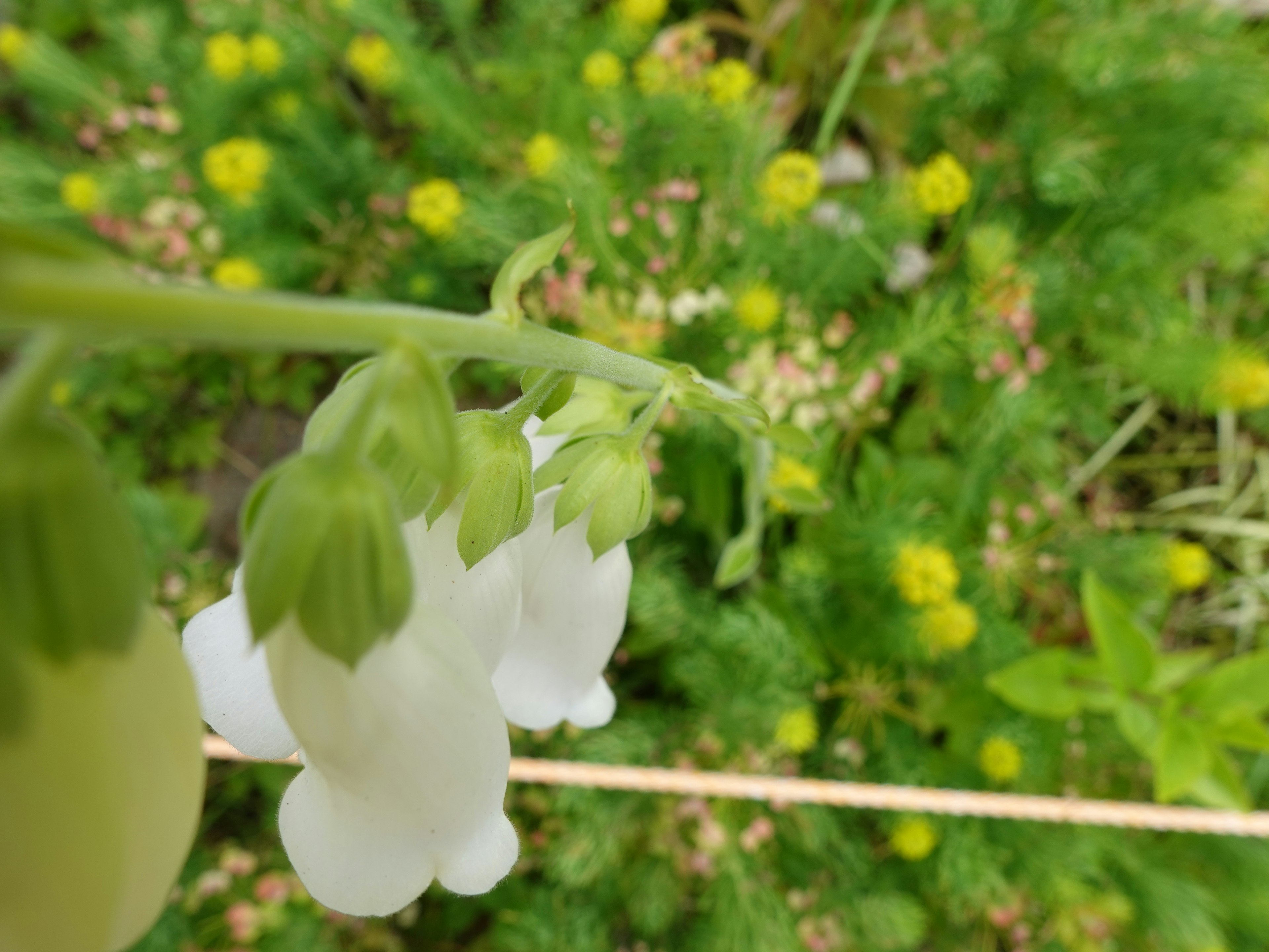 白色钟形花朵与绿色背景的特写