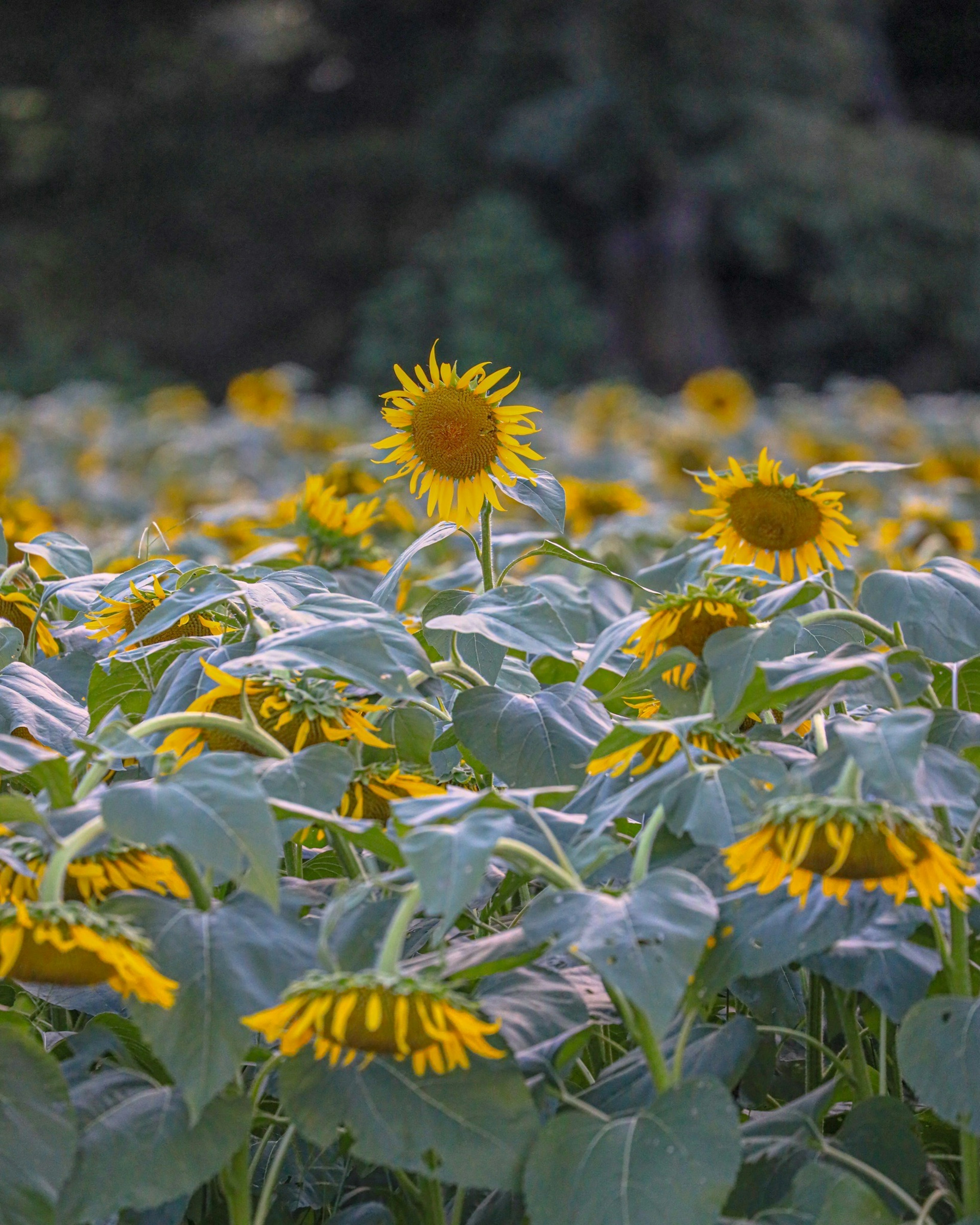 Champ de tournesols en fleurs avec des pétales jaunes vifs