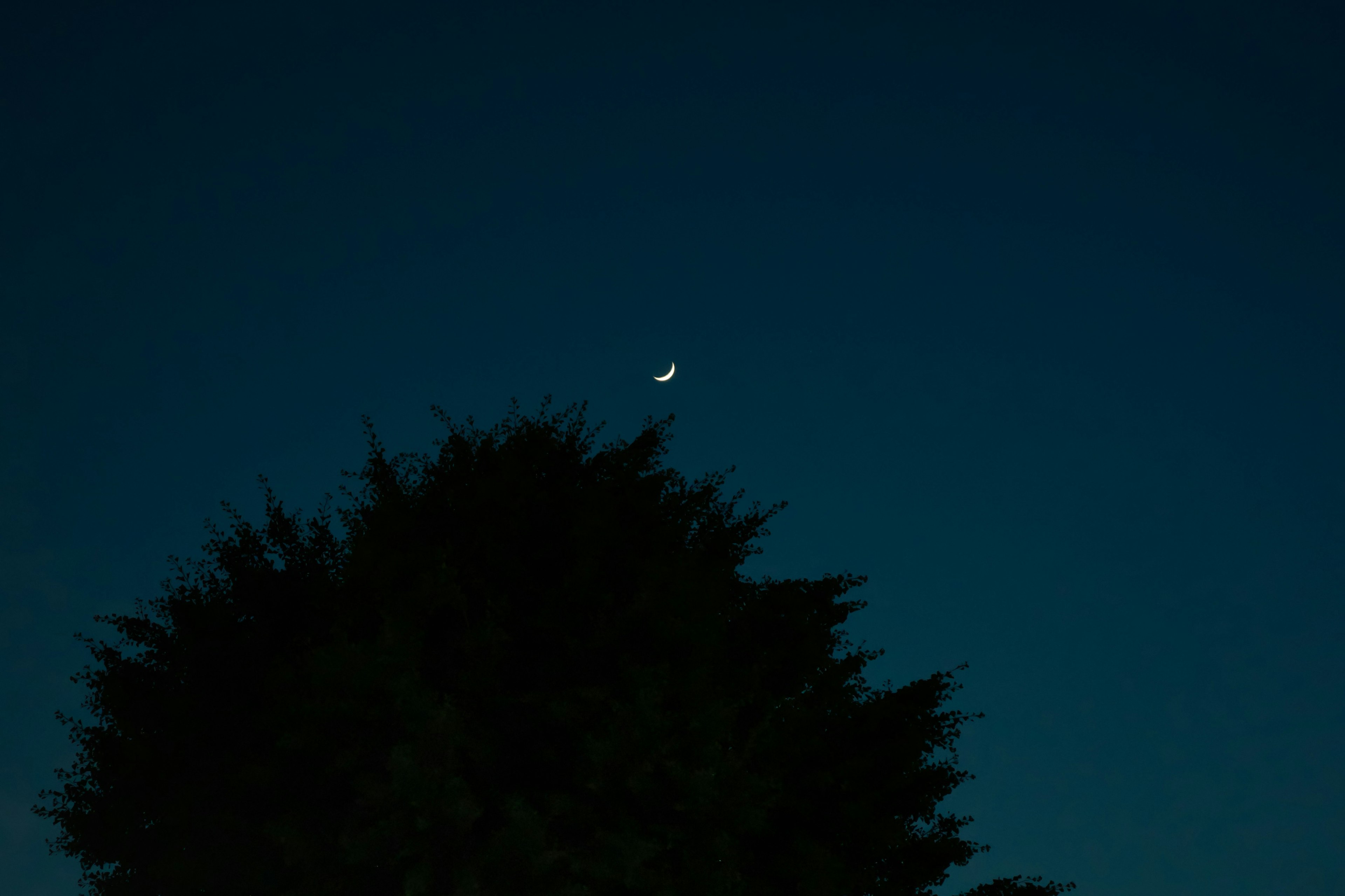 Thin crescent moon in the night sky above a silhouette of a tree