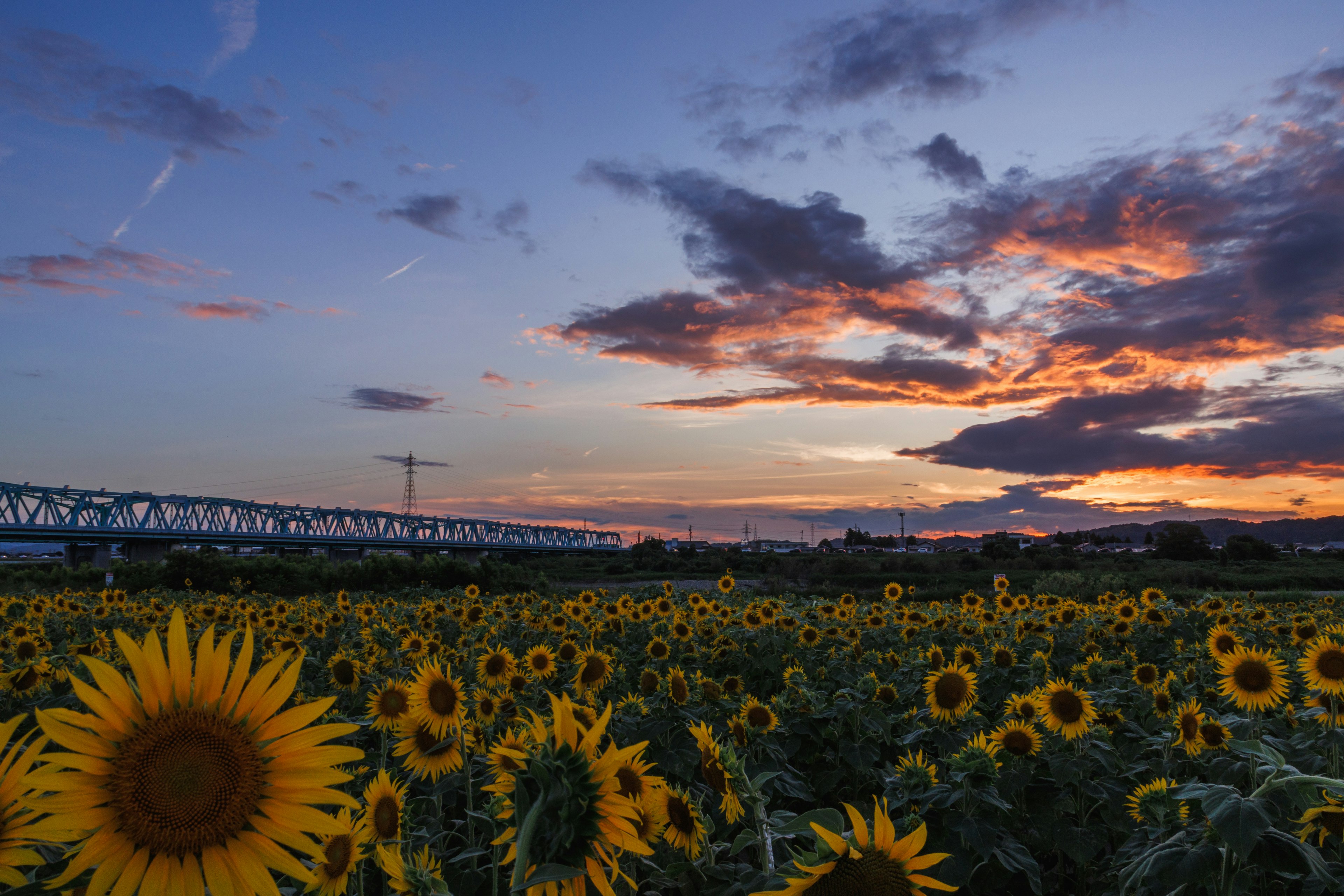 Sunflower field under a sunset sky with a bridge in the background