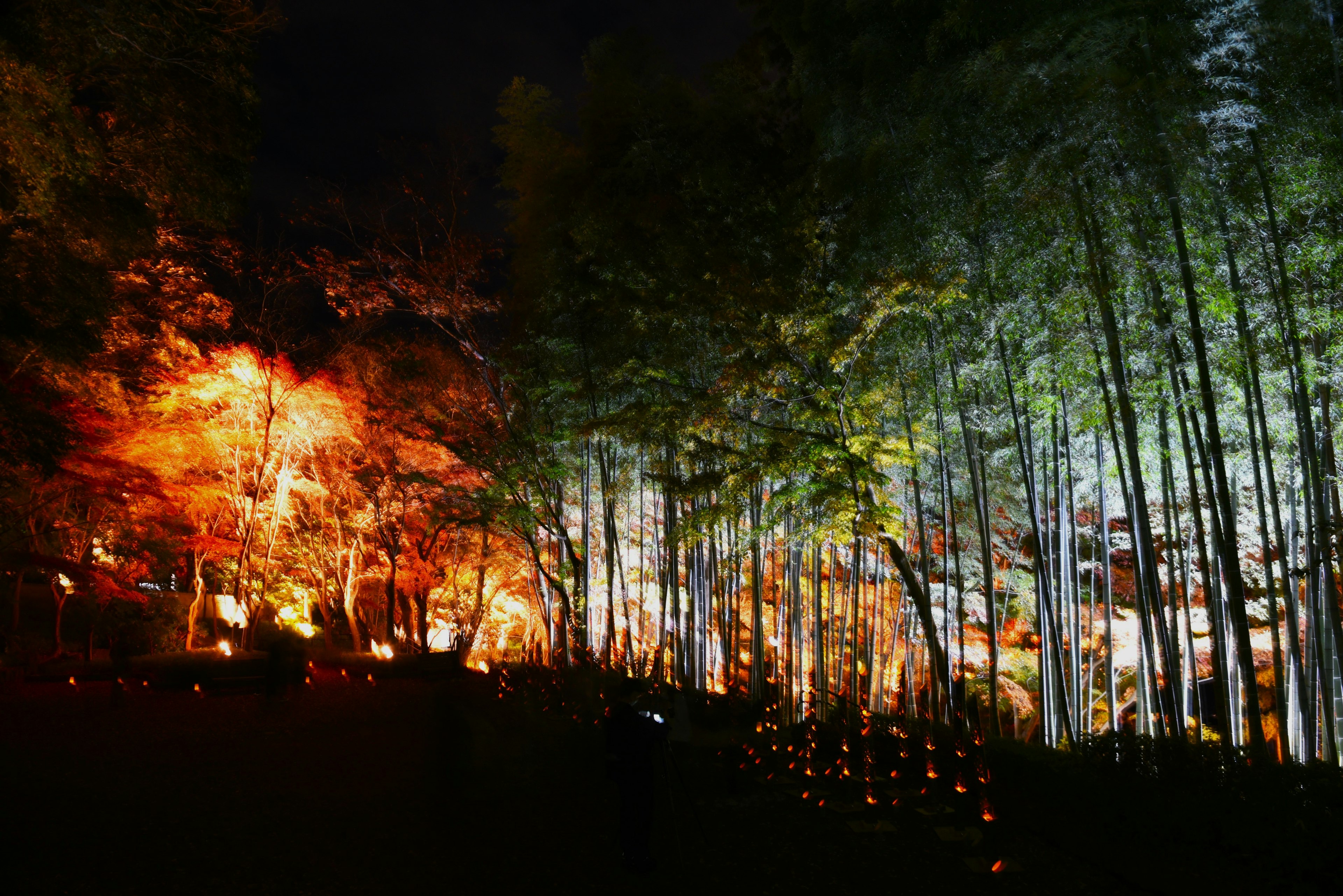 Hermosa escena nocturna de bosque de bambú y hojas de otoño