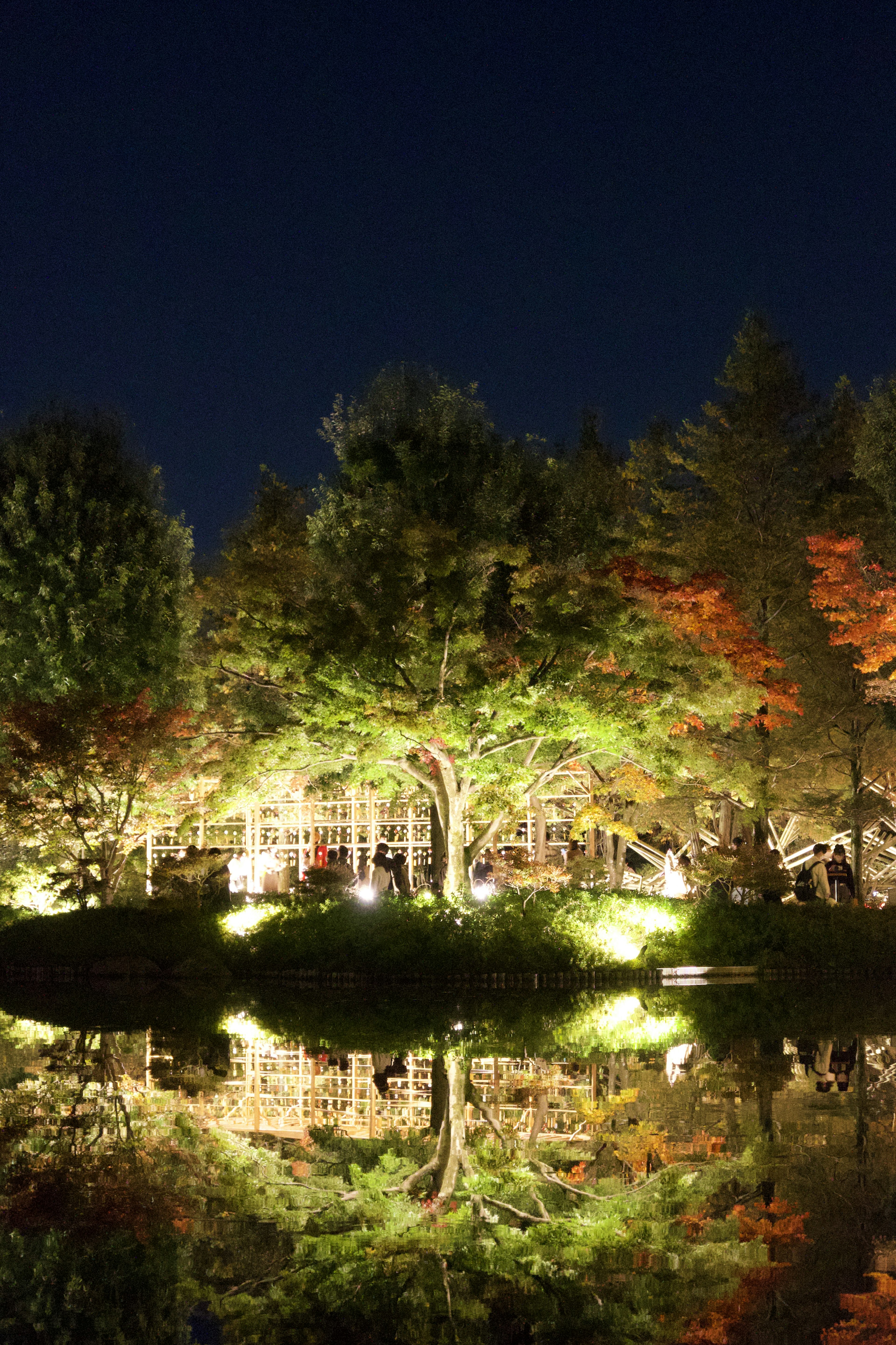 Beautifully lit trees reflecting in a pond at night