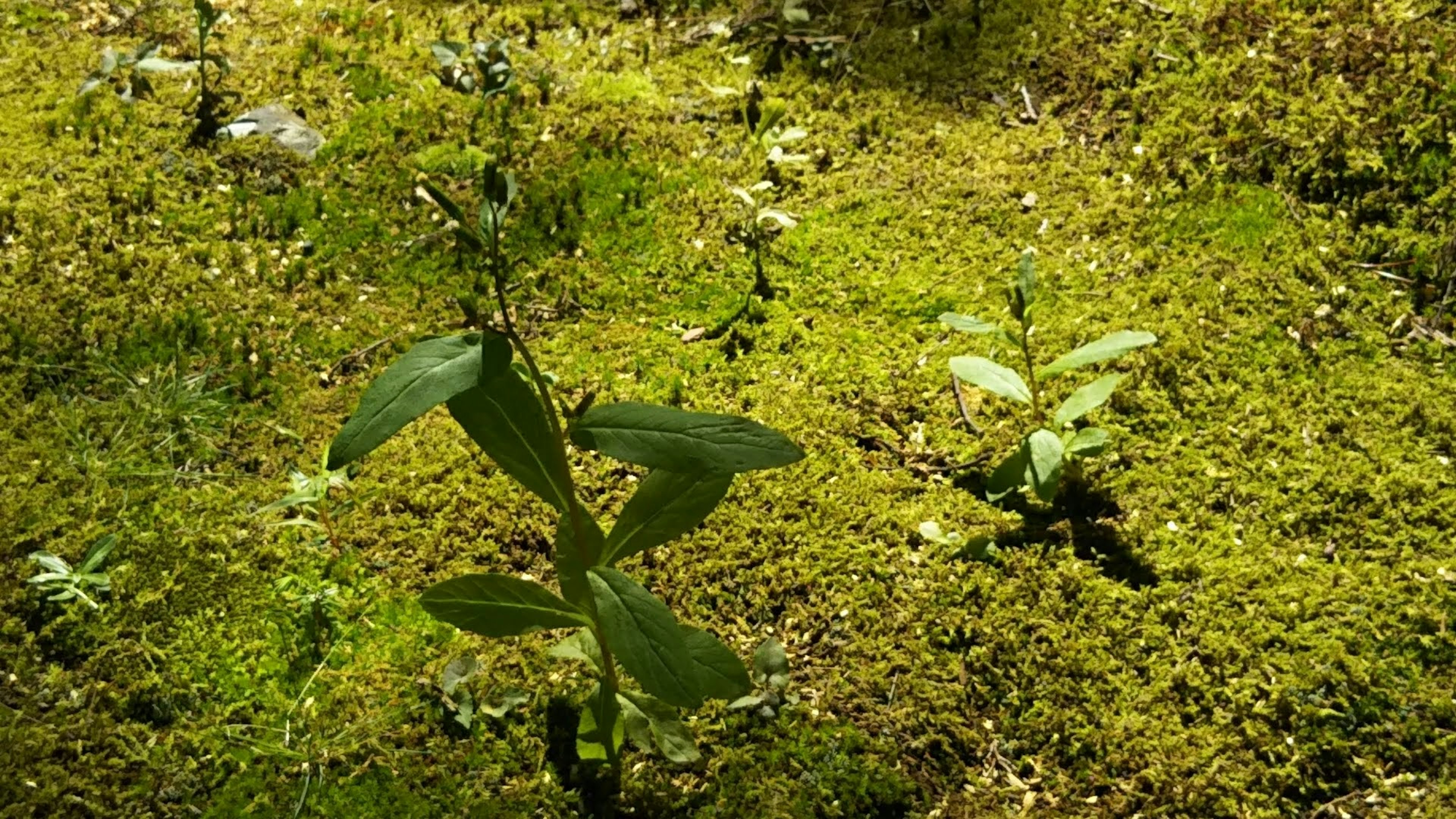 Green plants growing on mossy ground in a natural setting