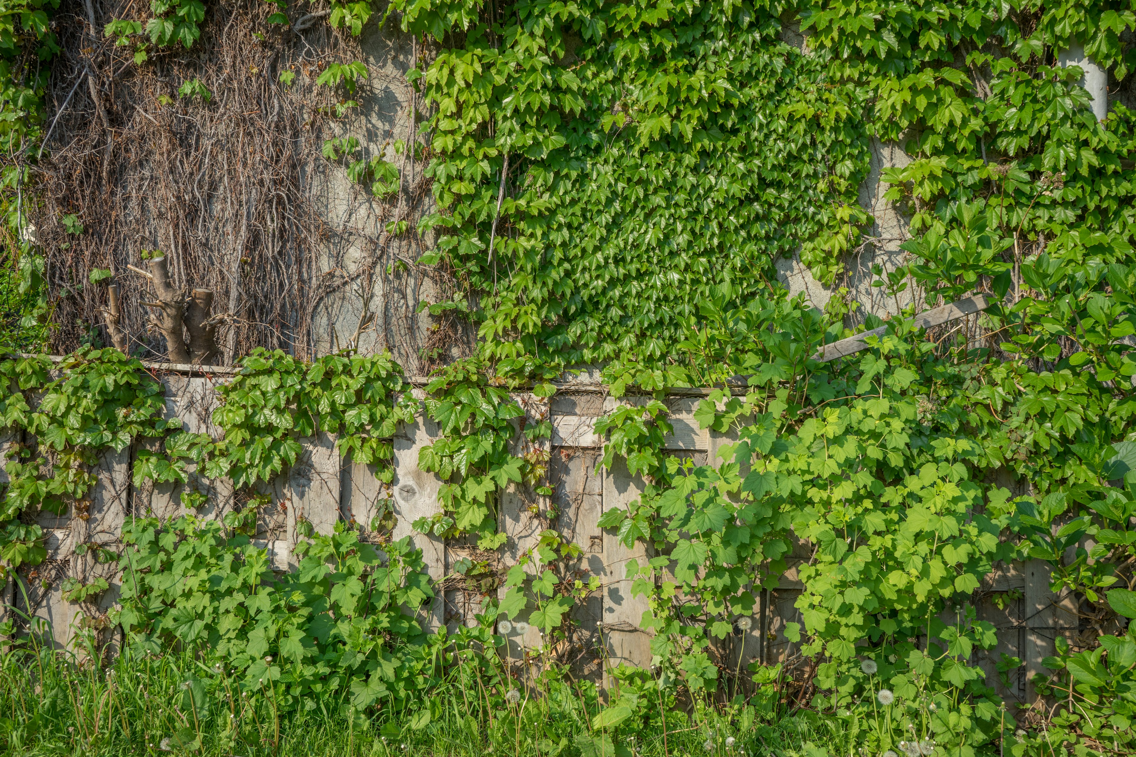 Vecchio muro parzialmente coperto di edera verde