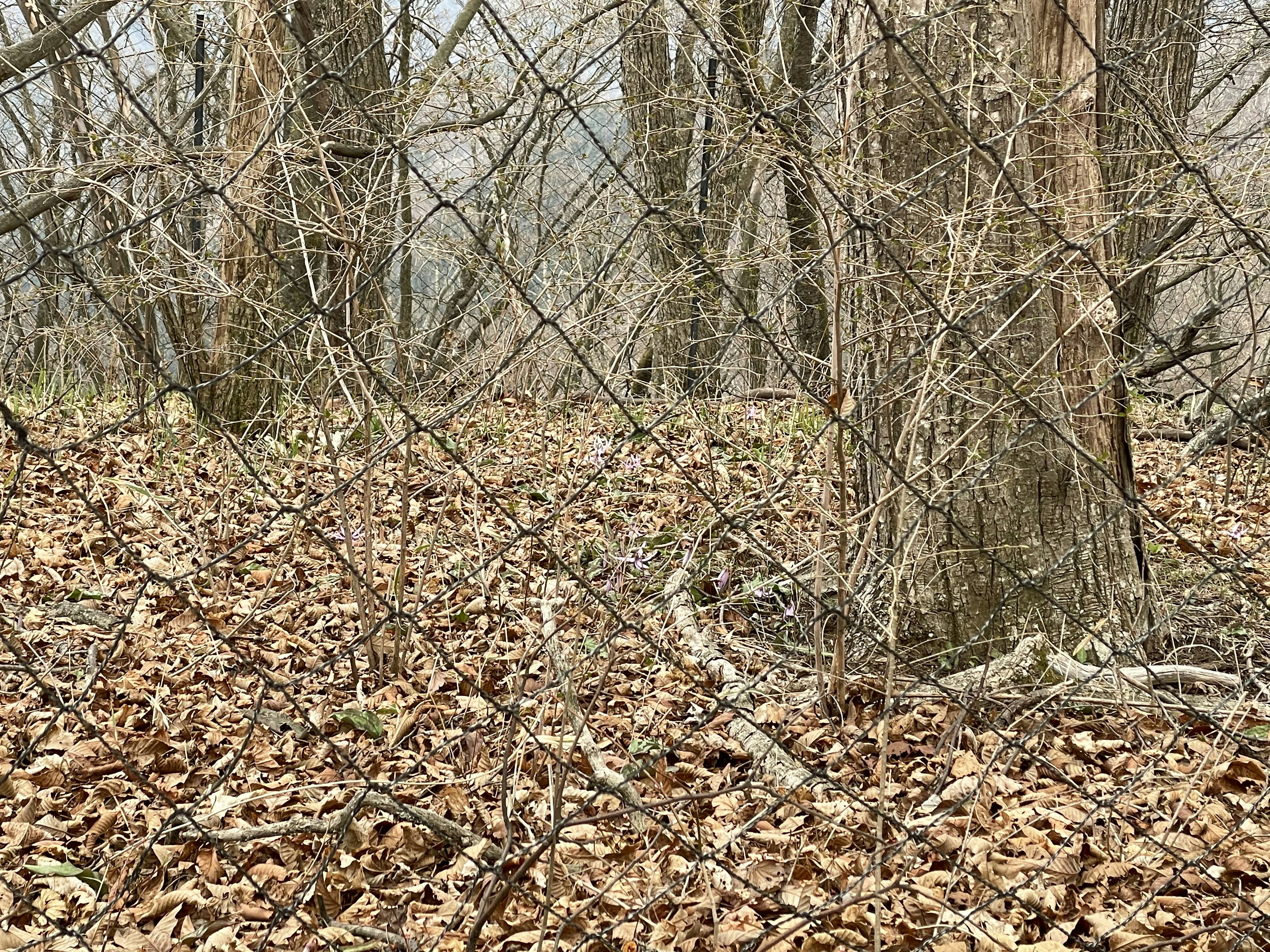 枯れた木々と落ち葉のある静かな森の風景