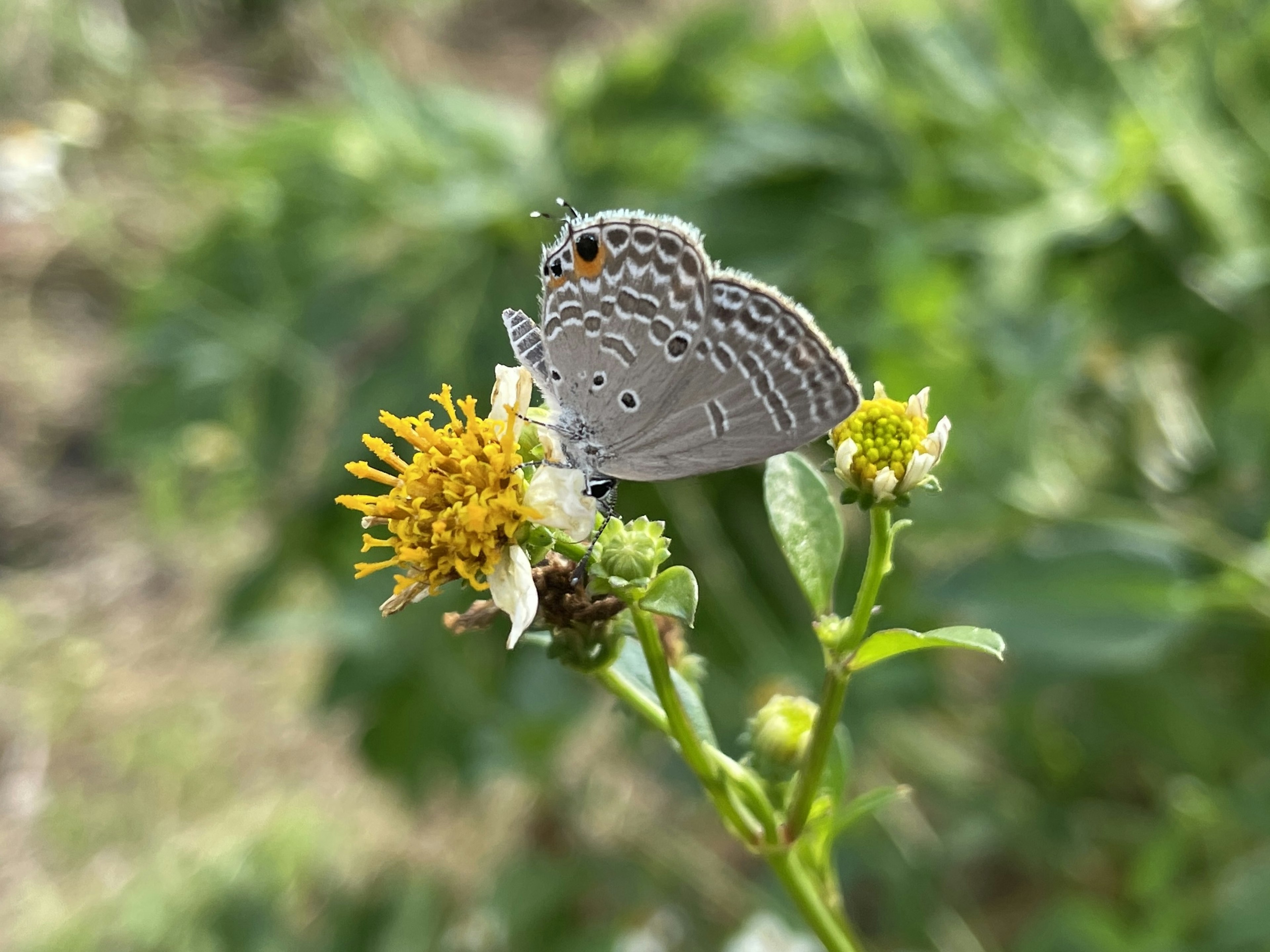 Ein kleiner grauer Schmetterling ruht auf einer gelben Blume