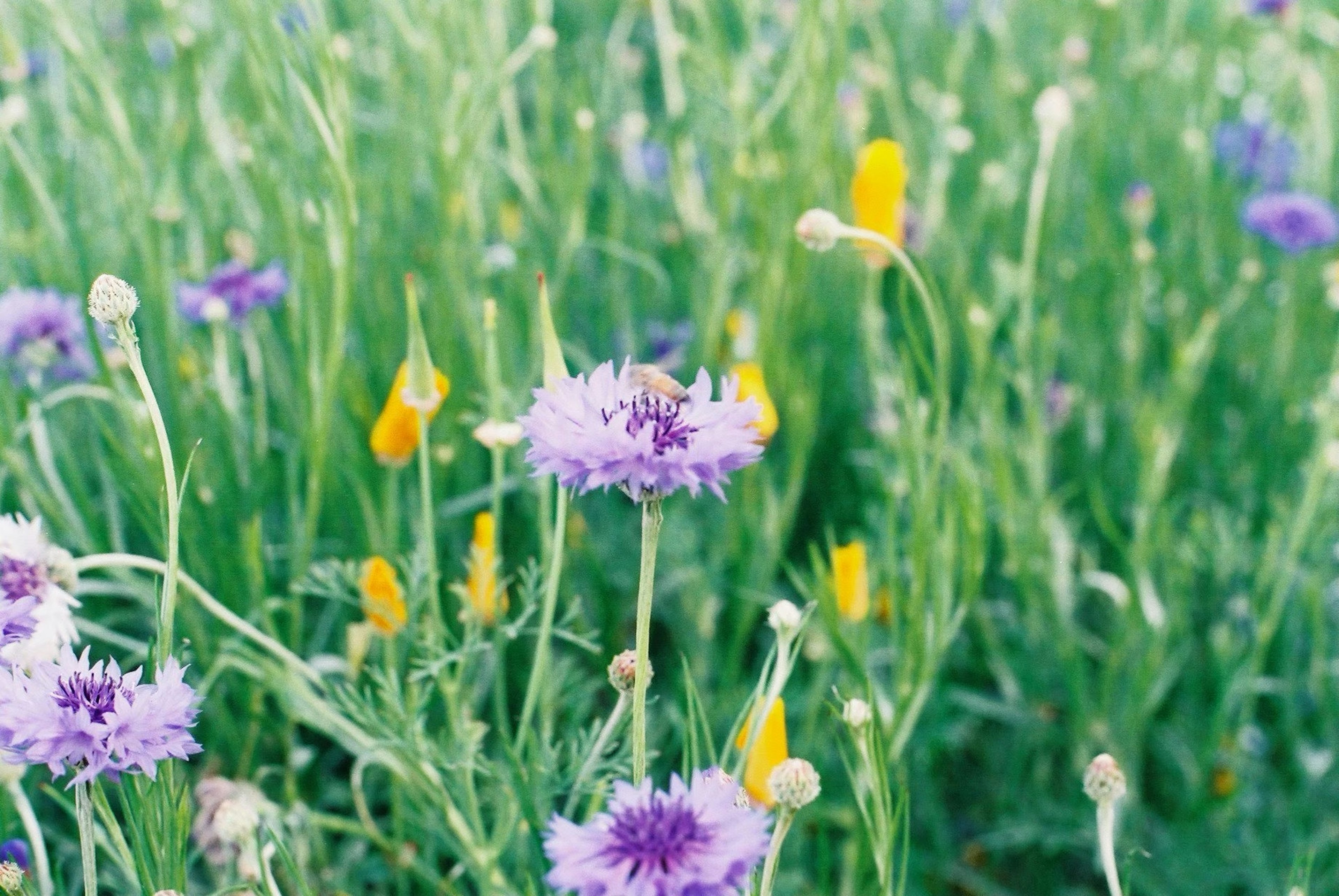 紫の花と黄色い花が混在する緑の草原