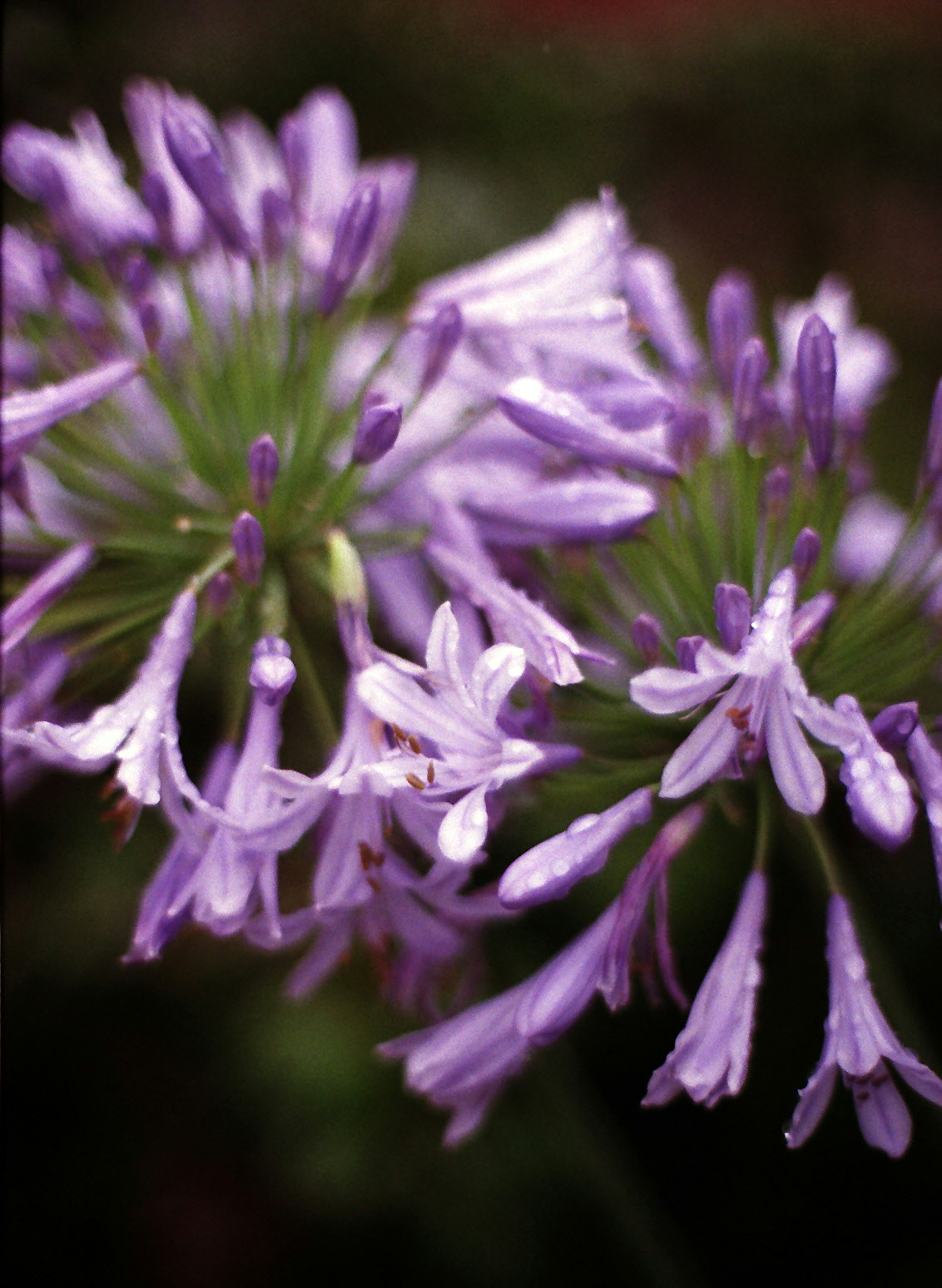 Gros plan d'une plante avec des fleurs violettes