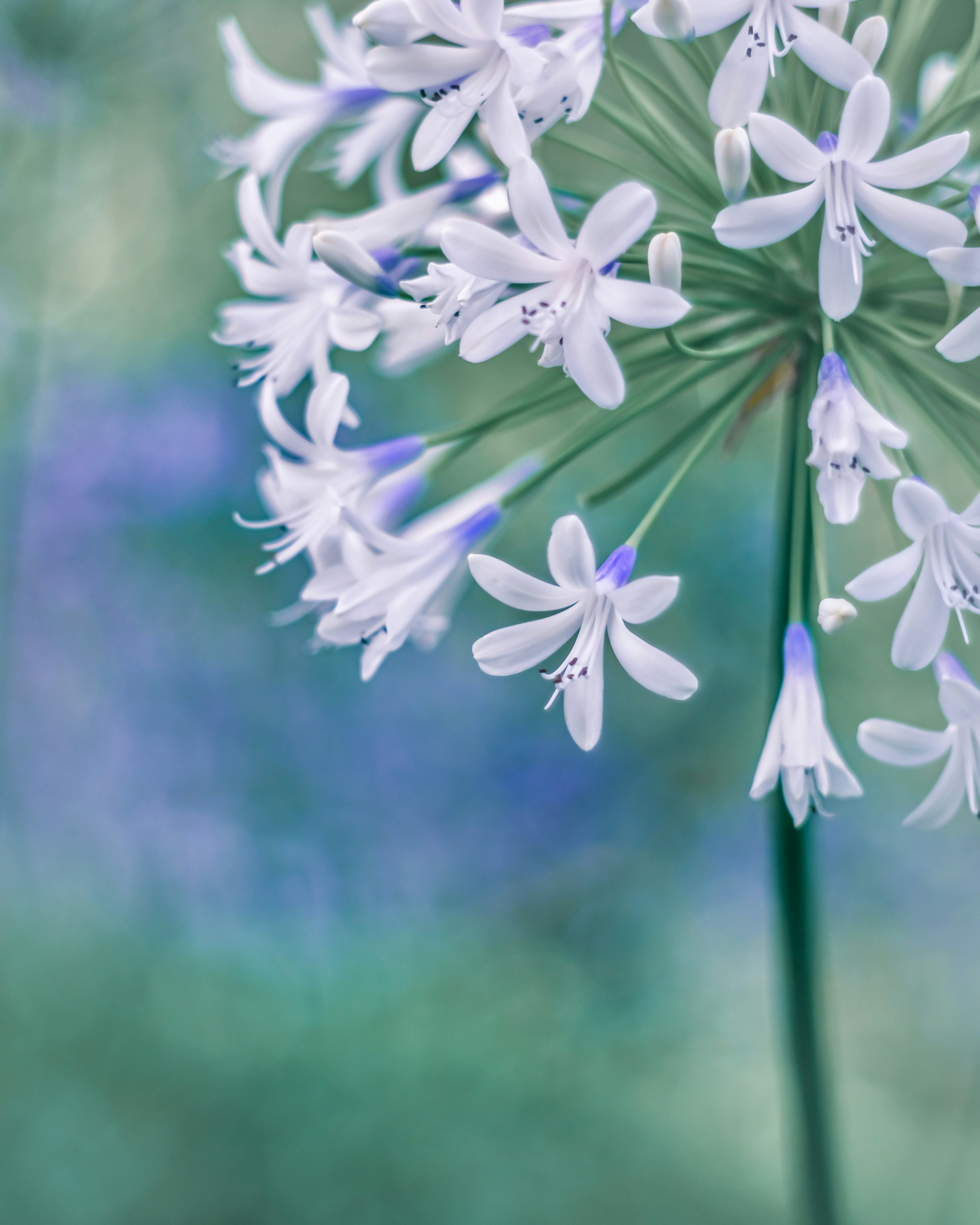 Primo piano di una pianta con delicate fiori lavanda