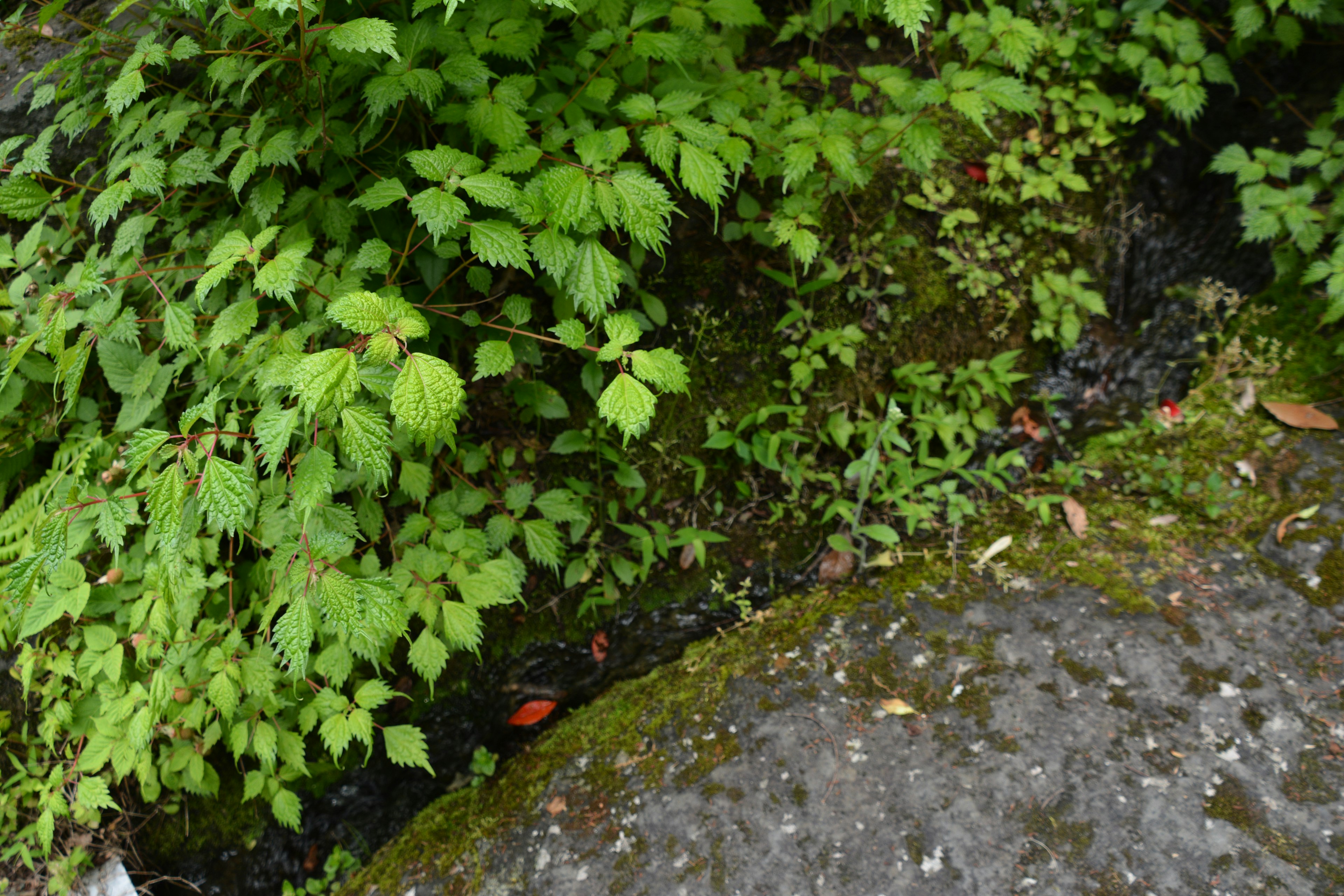 Feuilles vertes luxuriantes et mousse entourant une roche