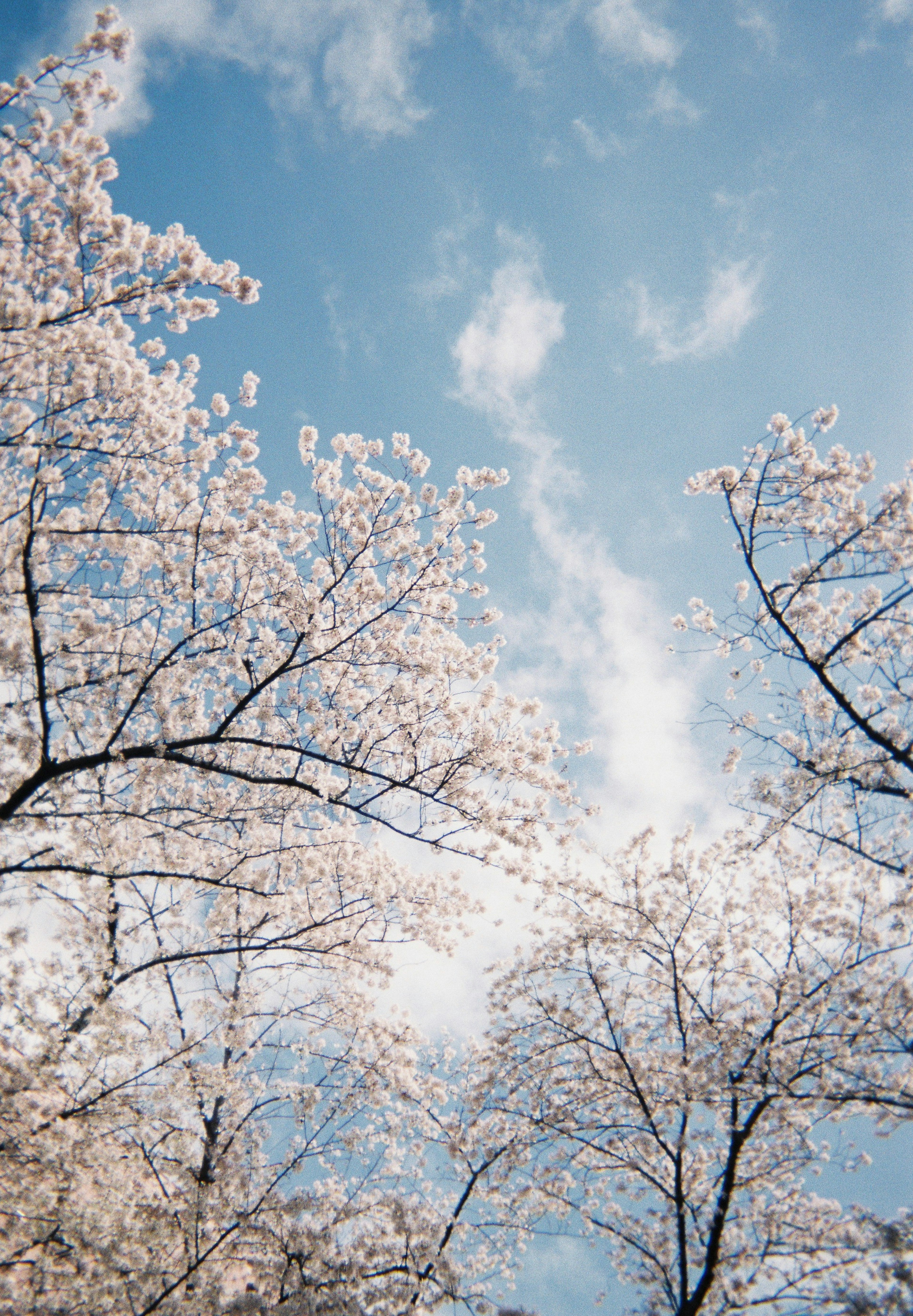 Blooming cherry blossom trees against a blue sky