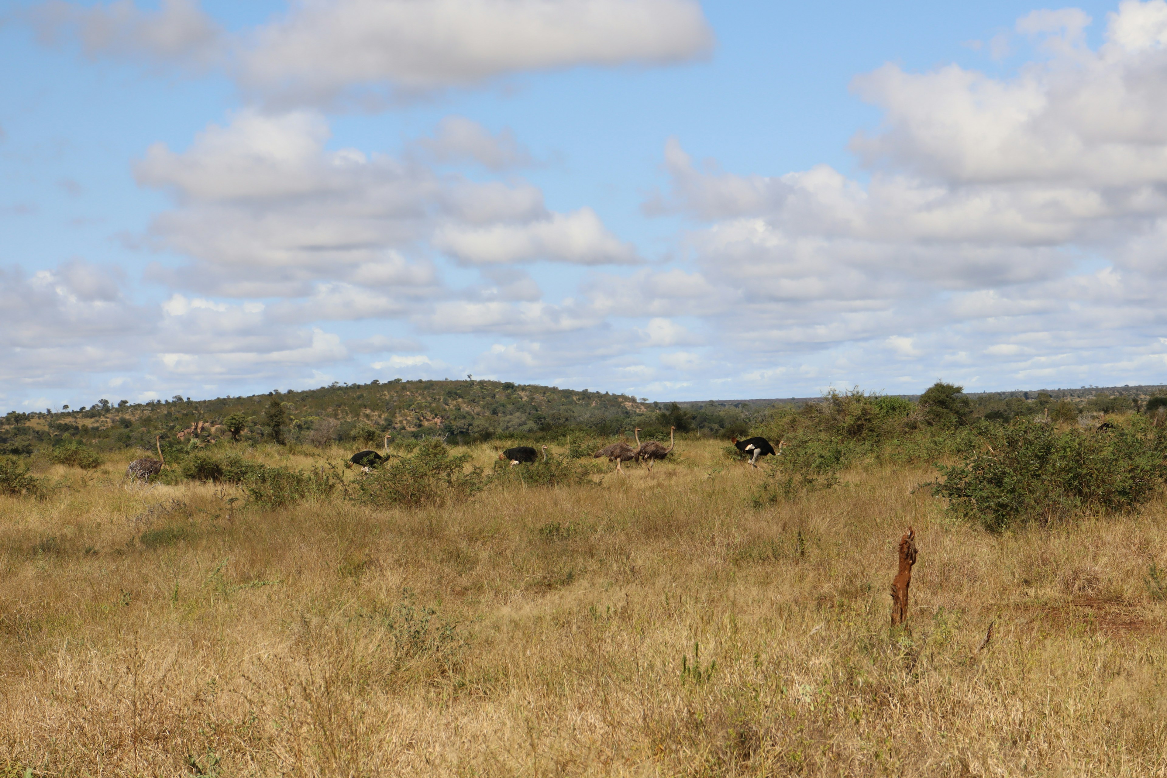 Amplia pradera con cielo azul y vacas negras dispersas