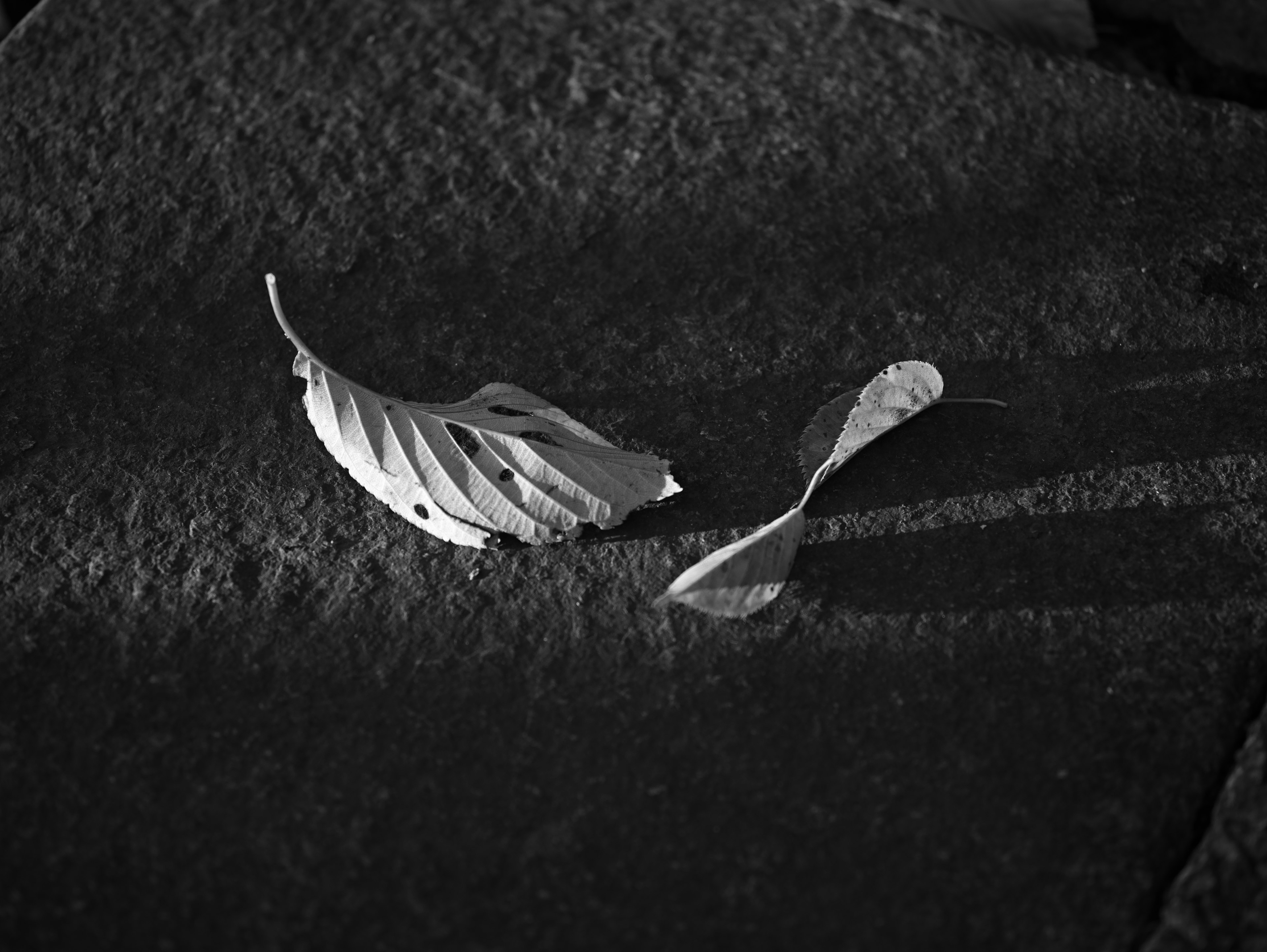 Black and white leaves resting on a textured surface