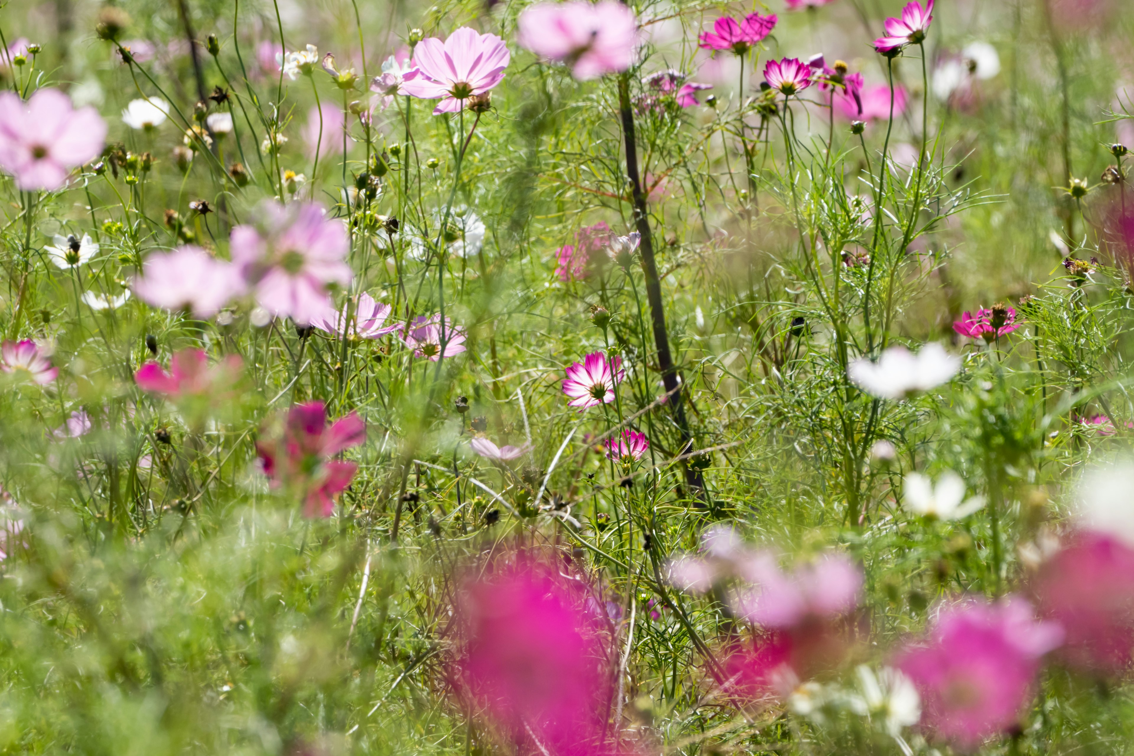 Vibrantes Feld mit rosa und weißen Blumen in Blüte