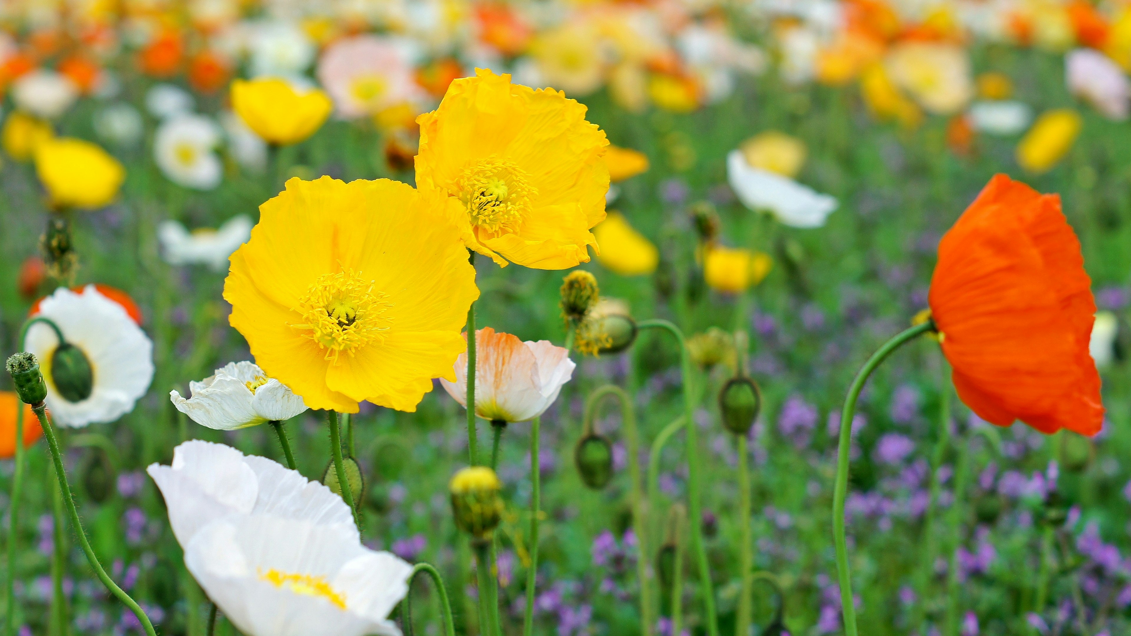 Un campo vibrante de flores con amapolas amarillas y naranjas entre flores blancas