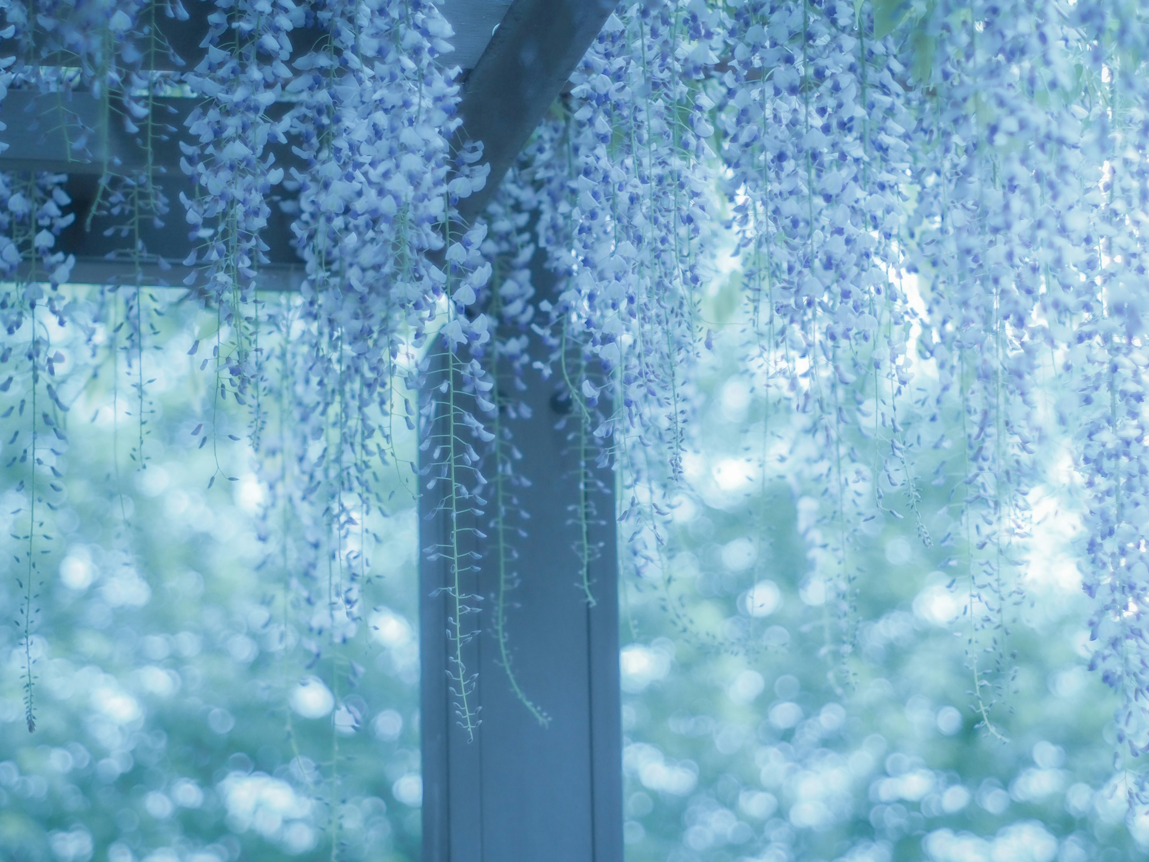 Fleurs de glycine bleues en cascade